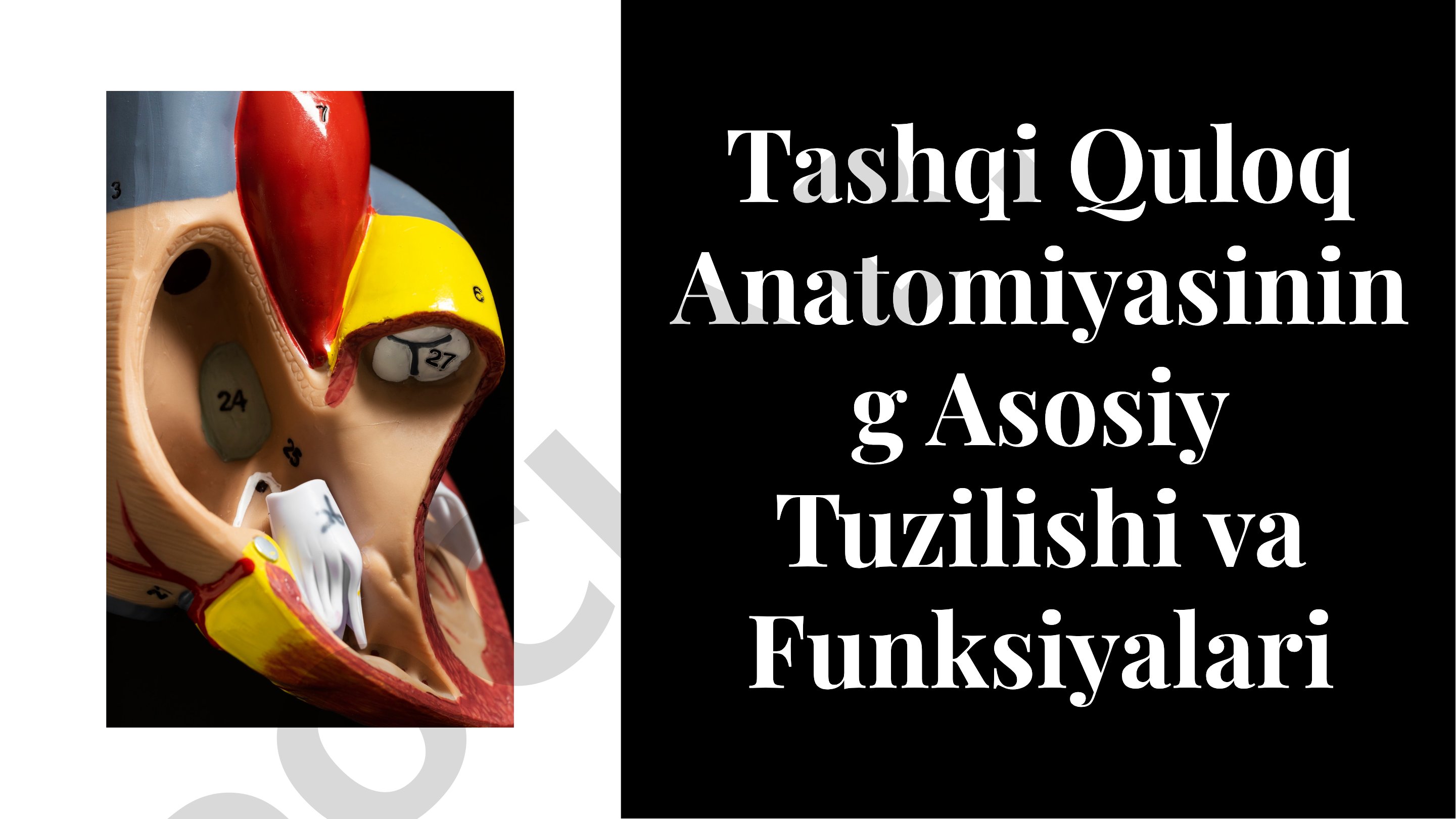 Tashqi Quloq Anatomiyasining Asosiy Tuzilishi va Funksiyalari
