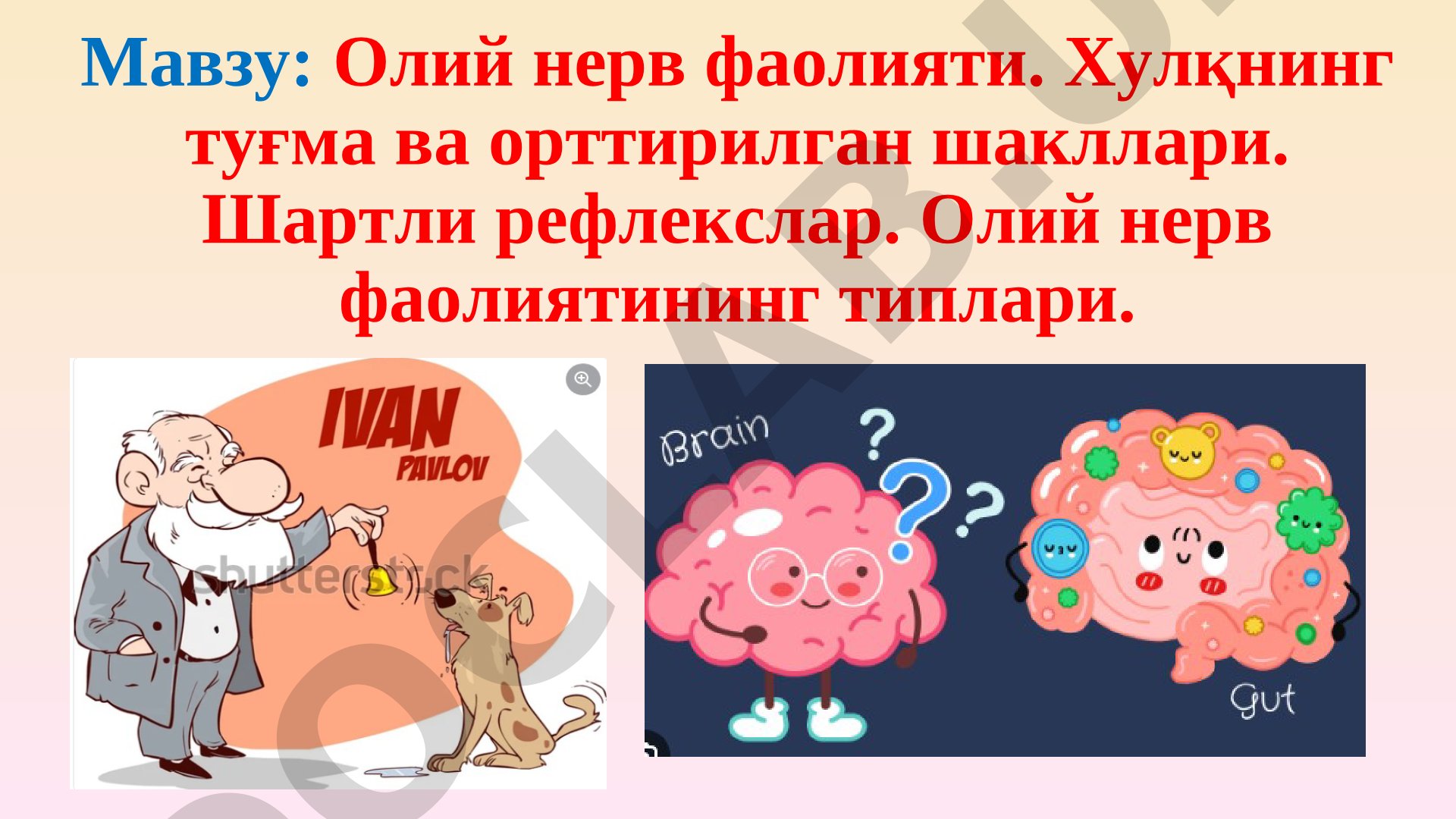 Олий нерв фаолияти, хулқнинг туғма ва орттирилган шакллари, шартли рефлекслар