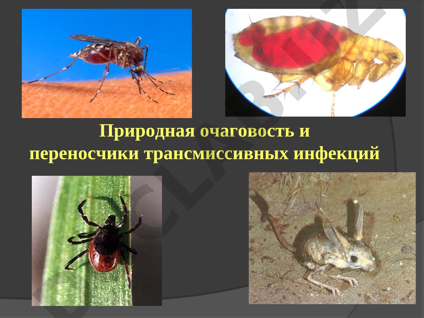 Природная очаговость и переносчики трансмиссивных инфекций