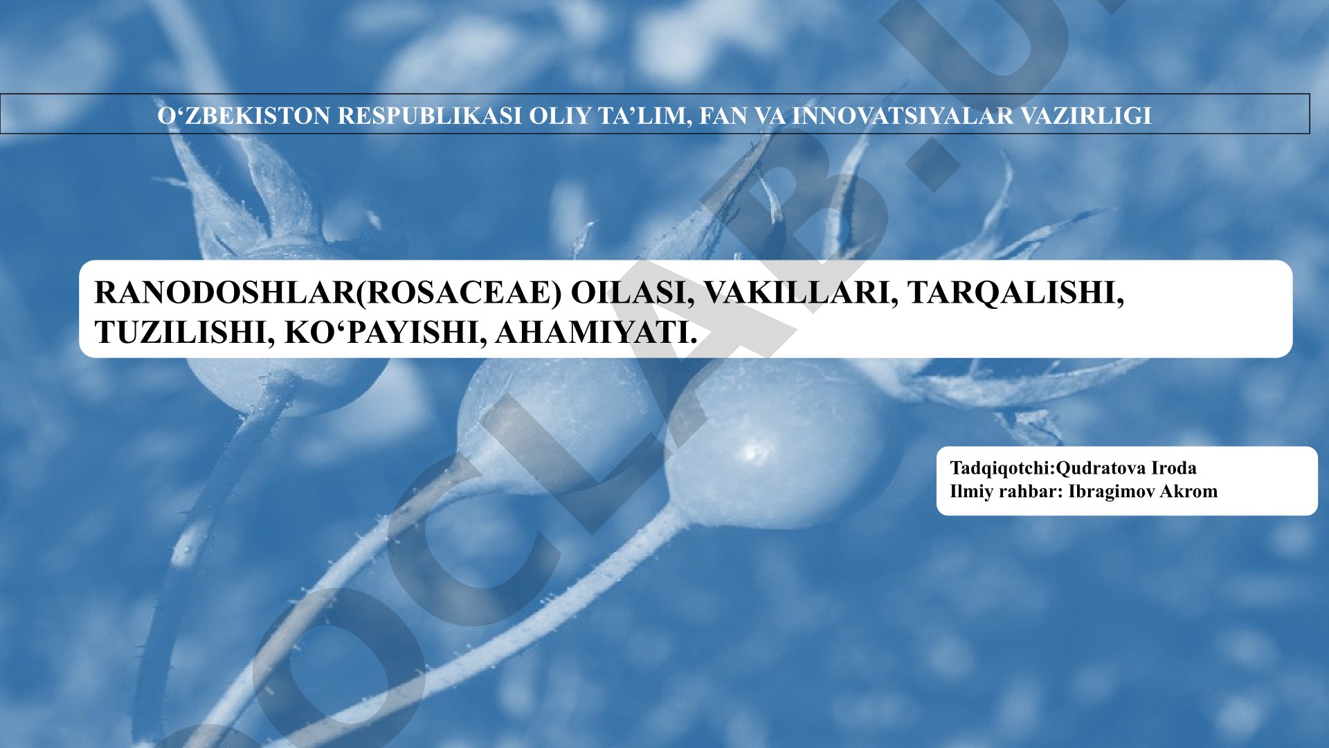 Ranodoshlar(Rosaceae) oilasi, vakillari, tarqalishi, tuzilishi, ko‘payishi, ahamiyati