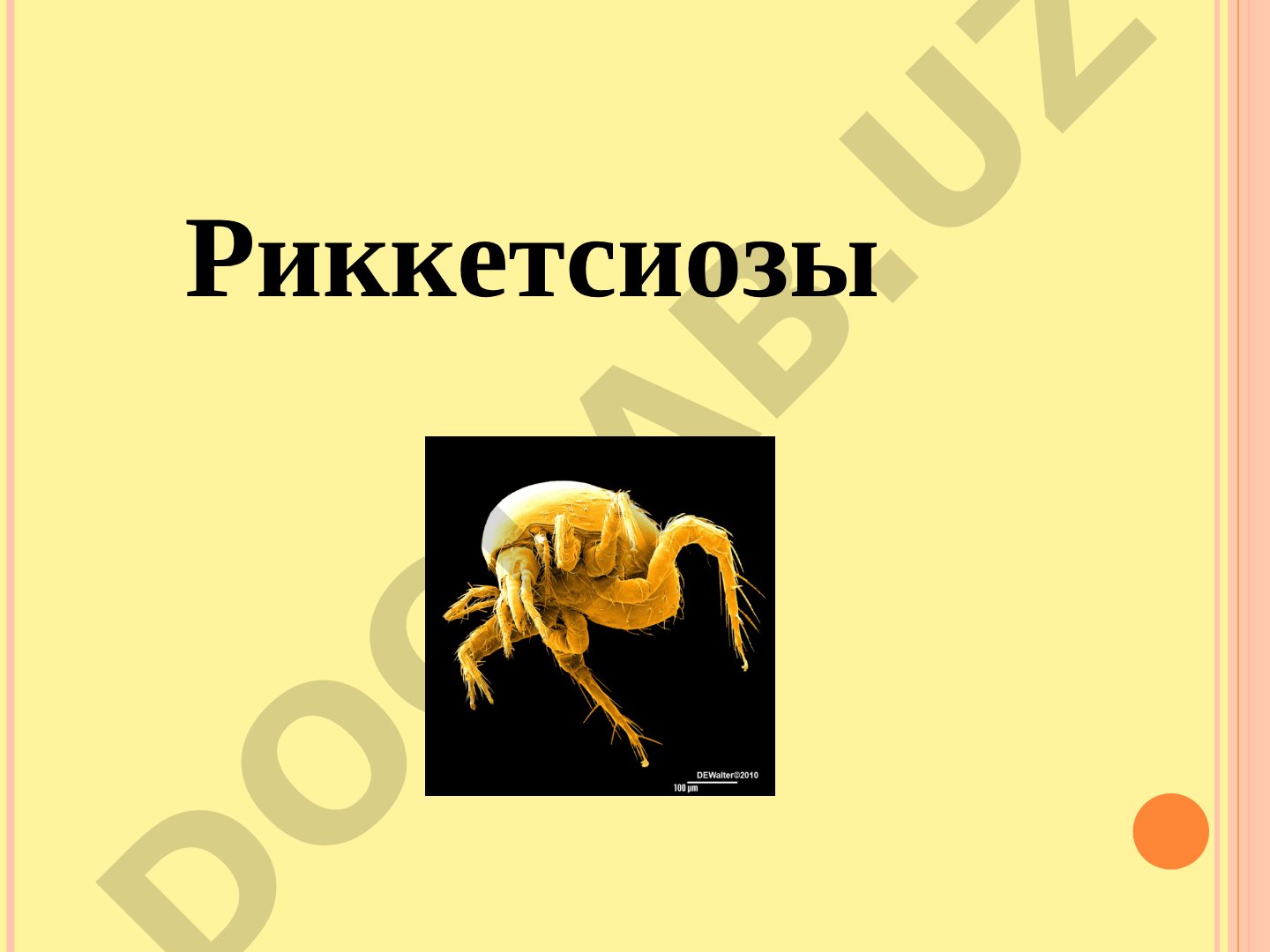 Острые инфекционные заболевания, вызываемые риккетсиями, с лихорадкой и сыпью