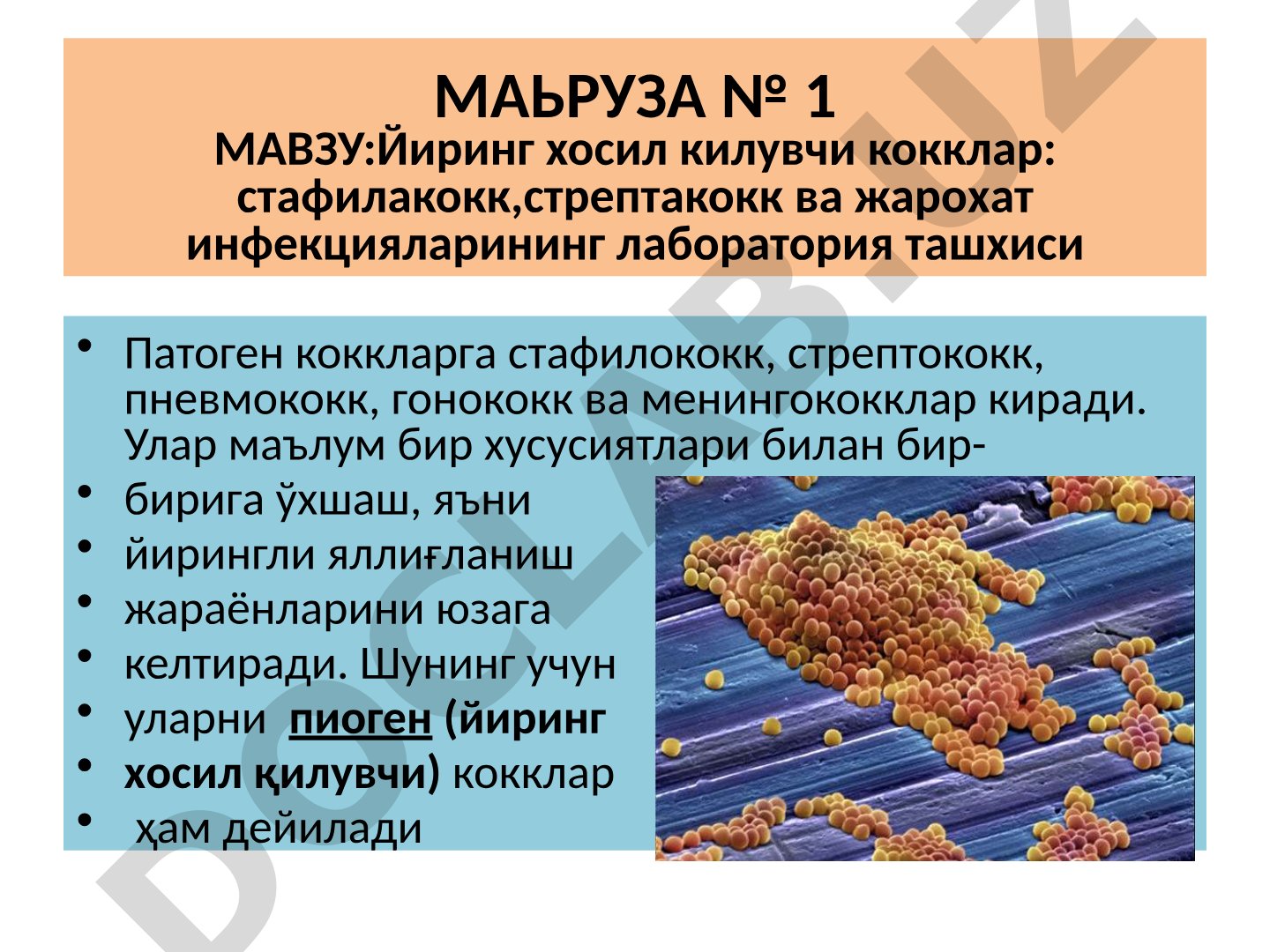 Йиринг хосил килувчи кокклар: стафилакокк, стрептакокк ва жарохат инфекцияларининг лаборатория ташхиси