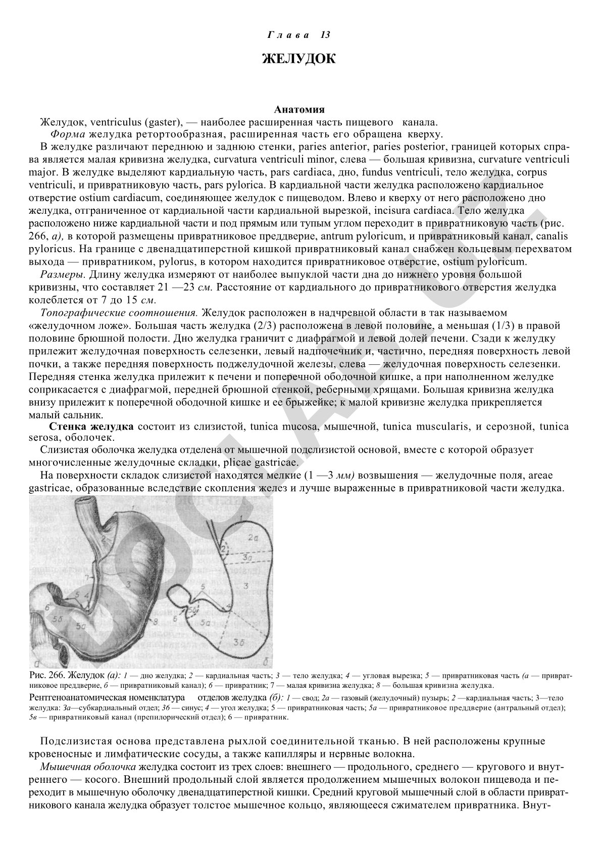 Строение желудка: кардиальная часть, дно, тело, пилорическая часть, малая и большая