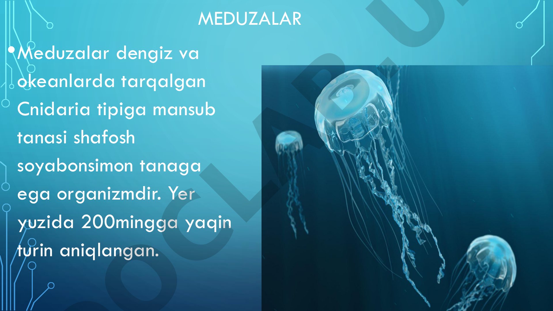 Meduzalar turlari va tuzilishi