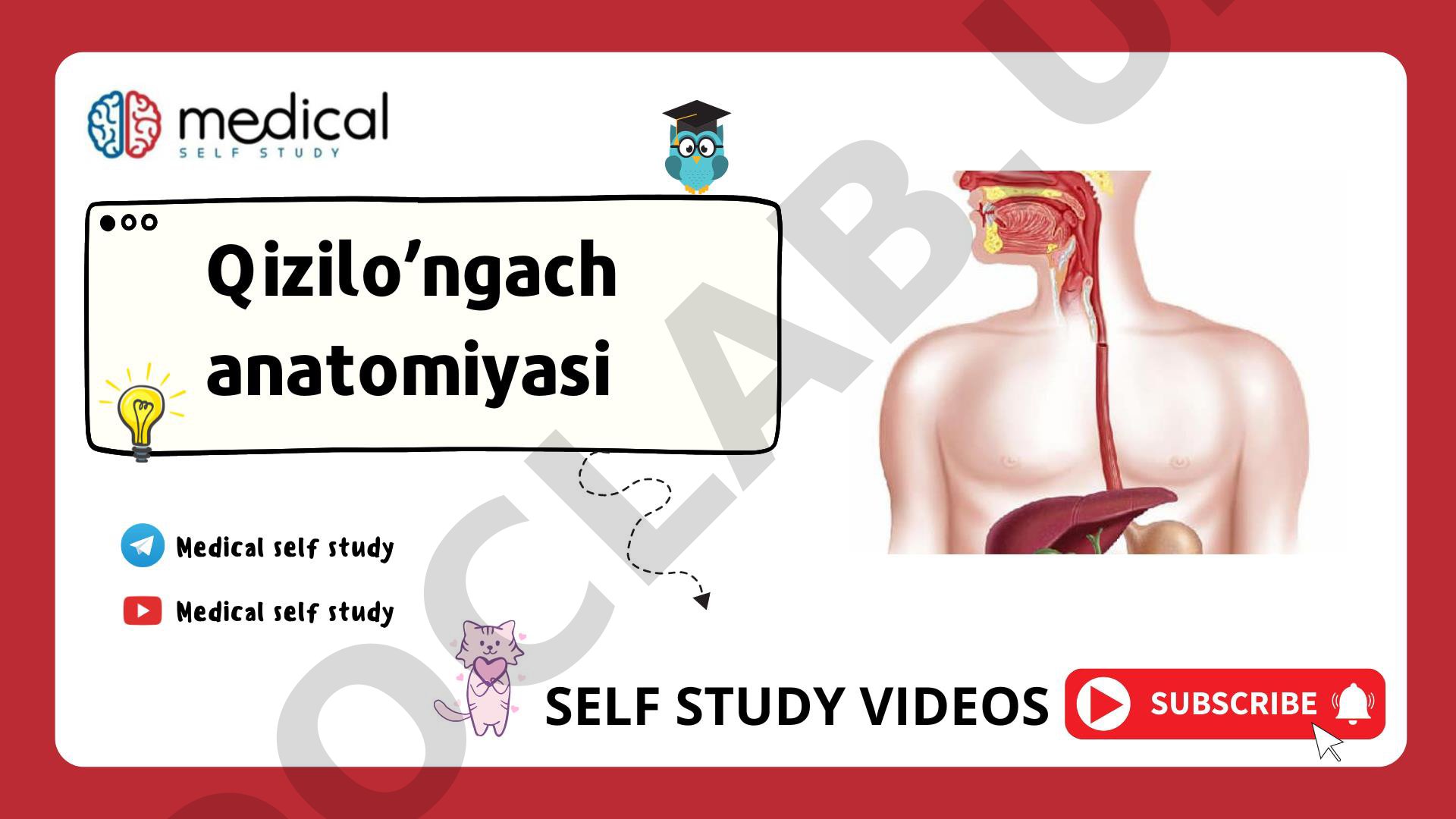 Qizilo’ngach - oesophagus