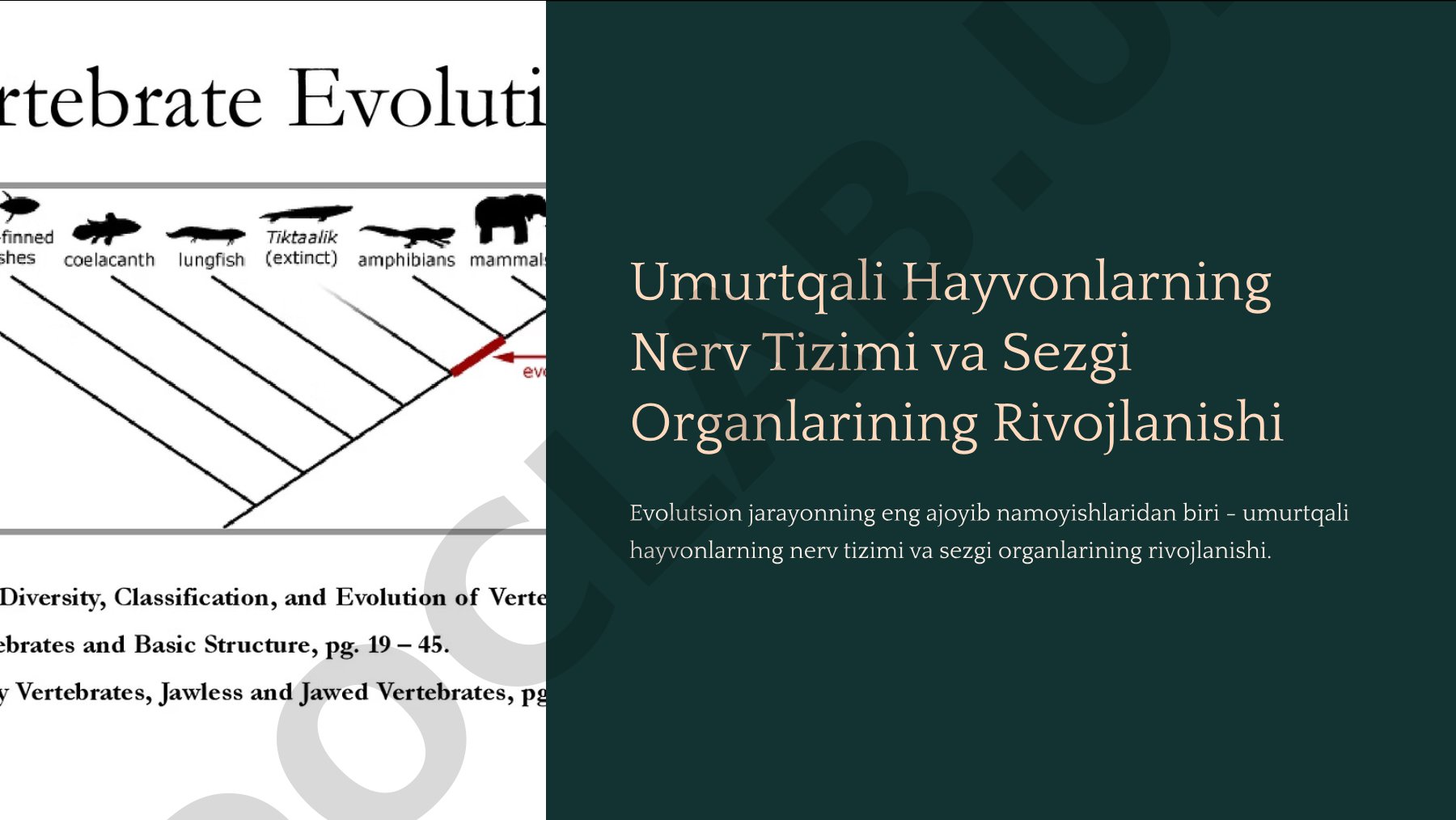 Umurtqali hayvonlarning nerv tizimi va sezgi organlarining rivojlanishi