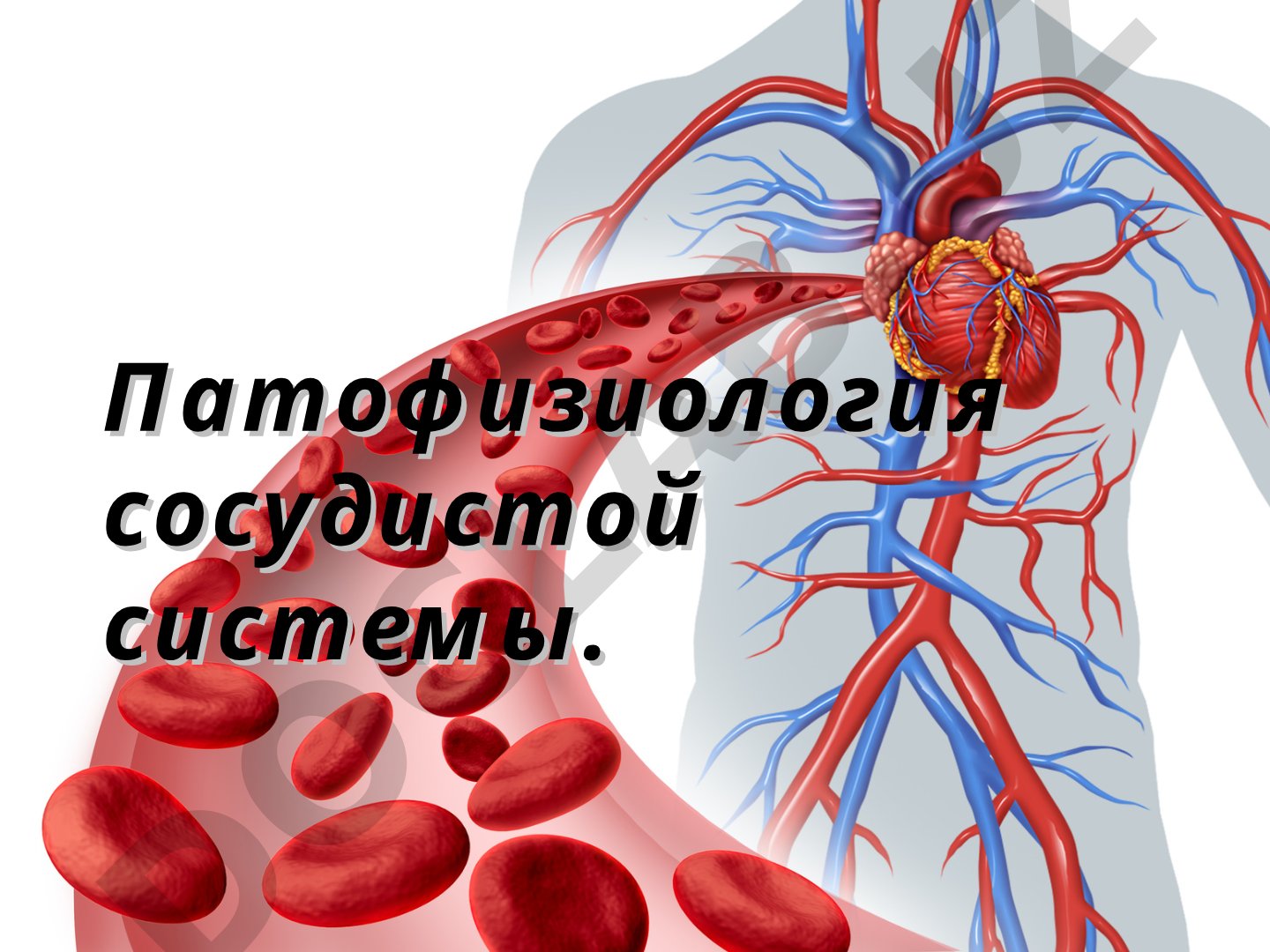 Патофизиология сосудистой системы и регуляция сосудистого тонуса