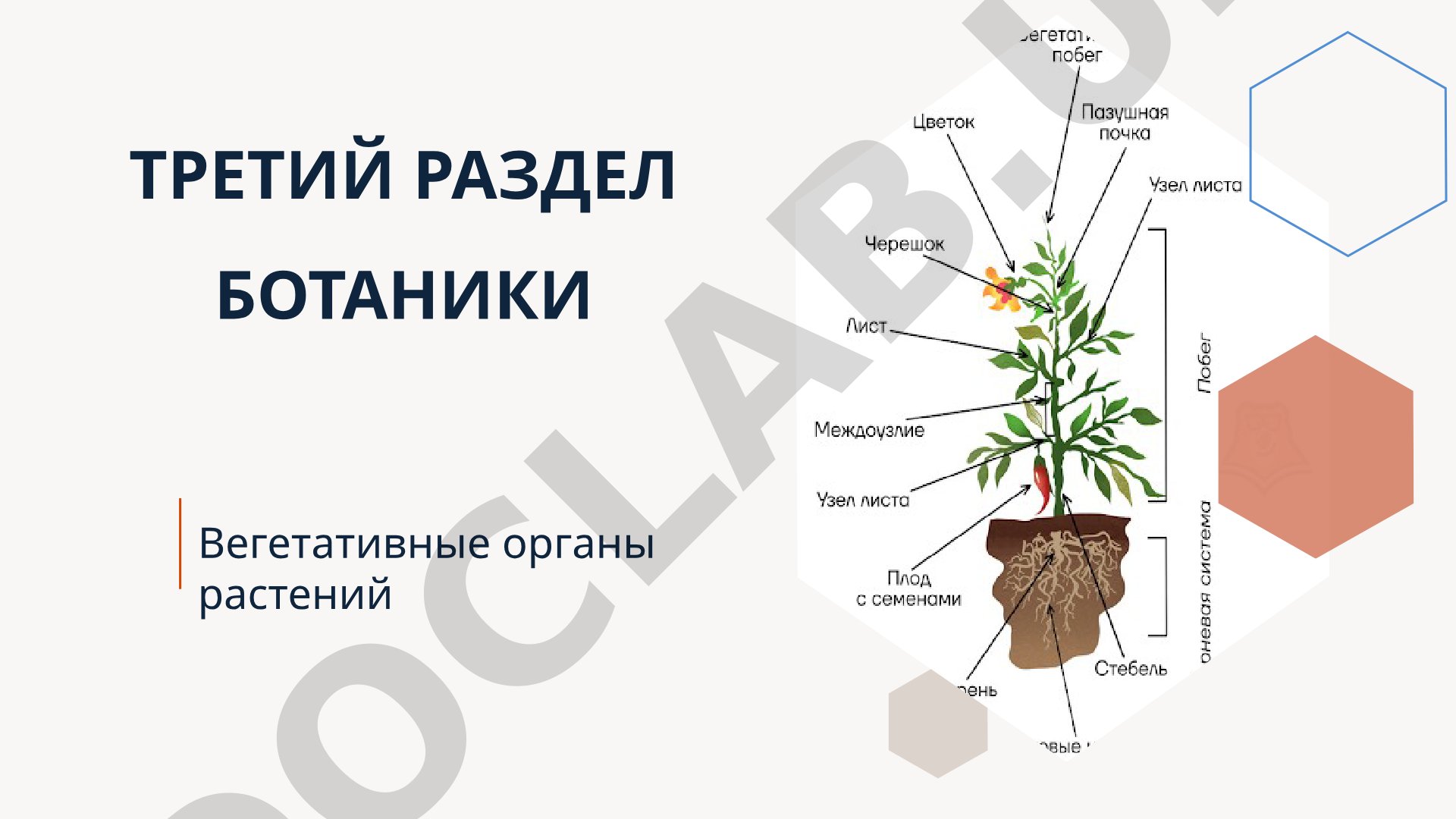 Вегетативные органы растений