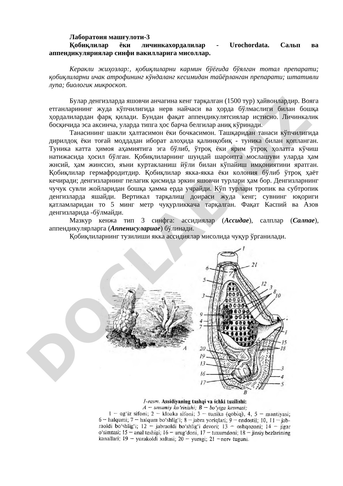 Qobiqlilar (Urochordata) sinfi vakillari: salp va appendikulyariyalar
