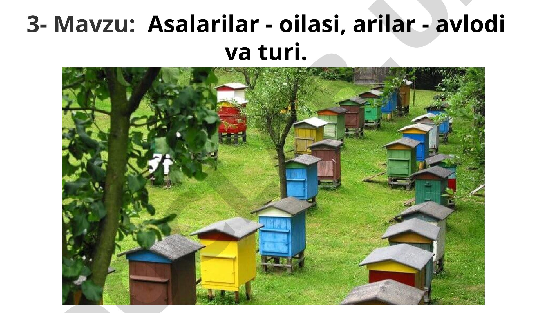 Asalarilar - oilasi, arilar - avlodi va turi