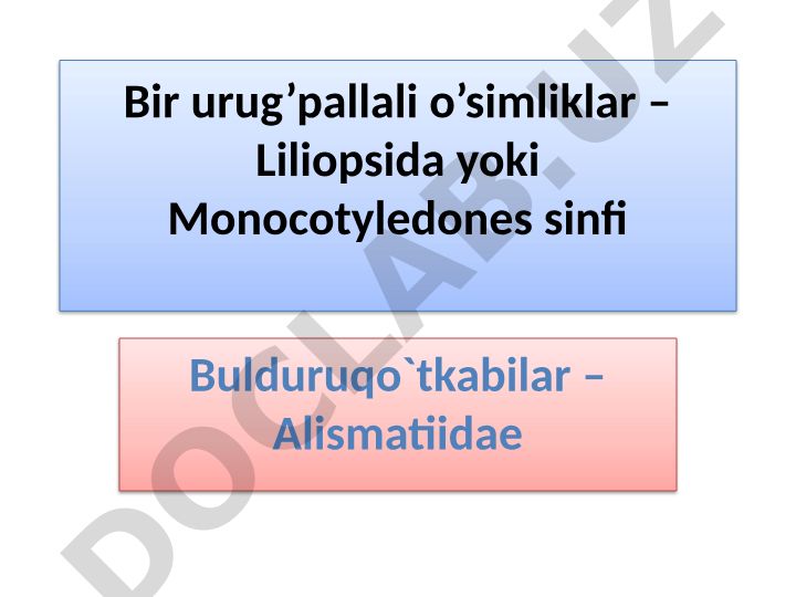 Bulduruqo'tkabilar (Alismatiidae) sinfi va uning qabilalari