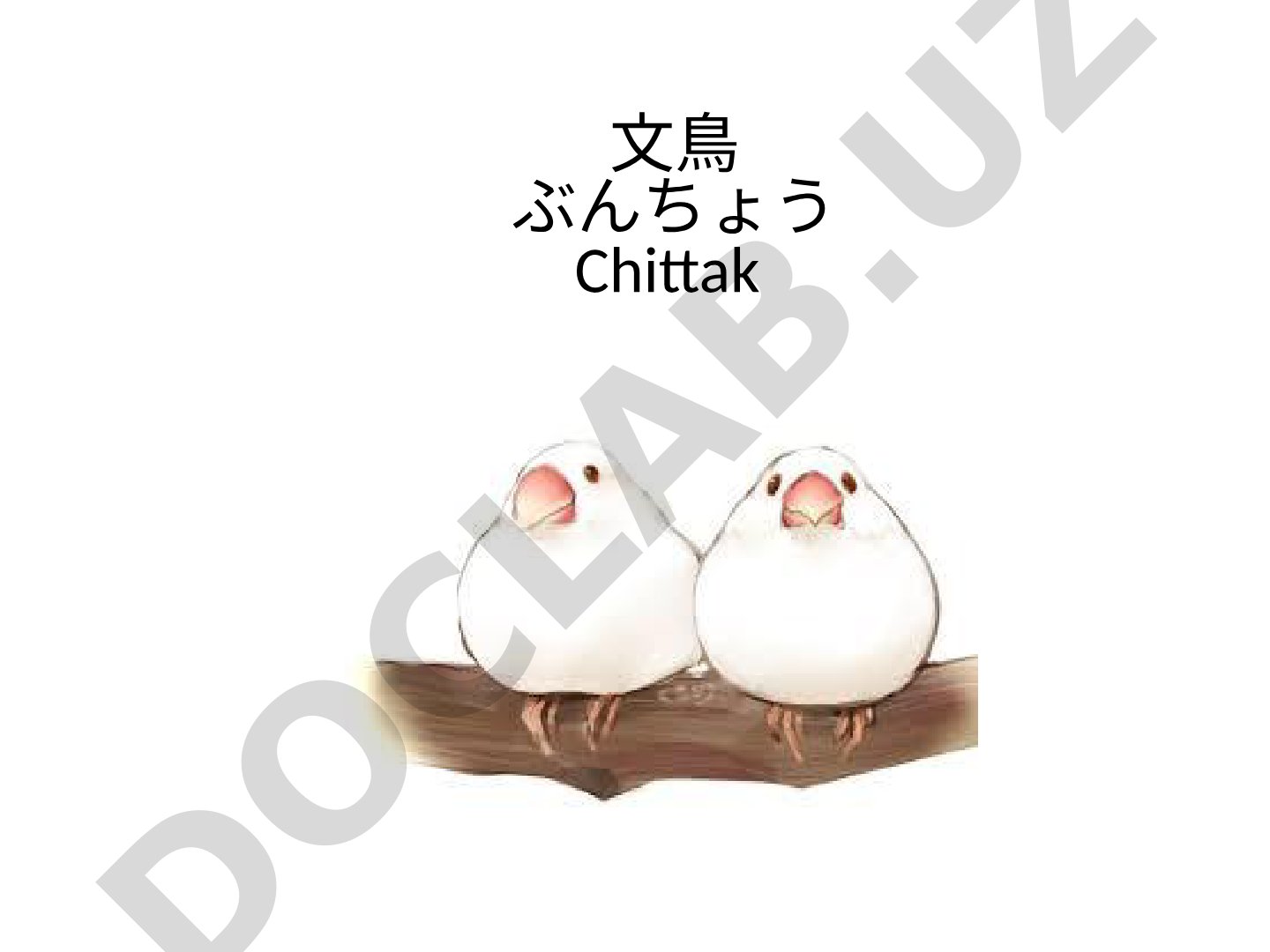 文鳥 ぶんちょう Chittak
