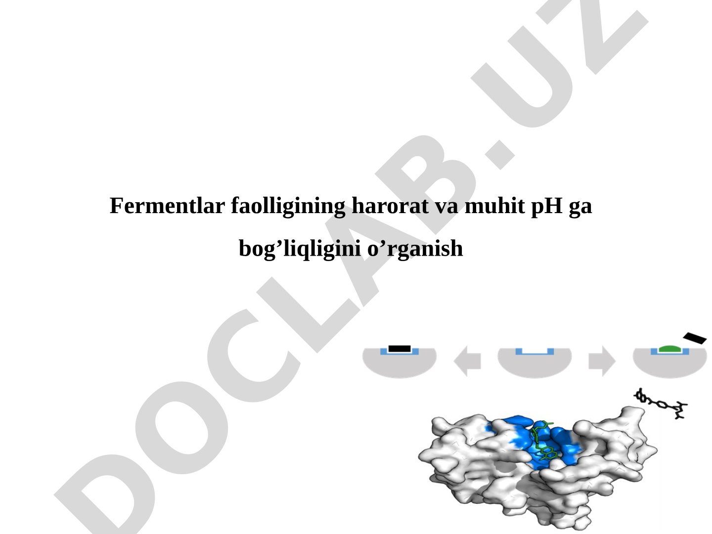 Fermentlar faolligining harorat va muhit pH ga bog'liqligini o'rganish