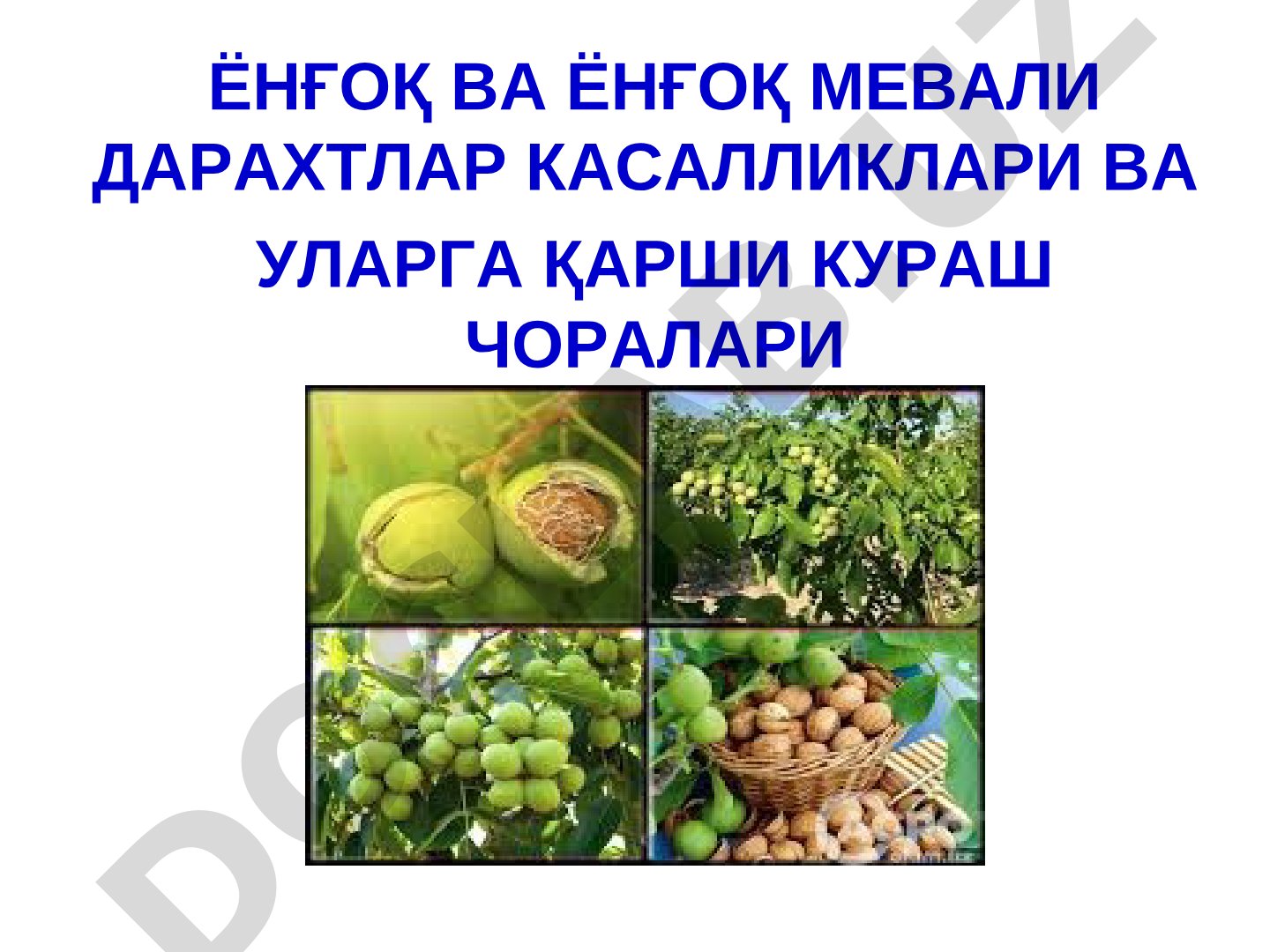 Ёнғоқ ва ёнғоқ мевали дарахтлар касалликлари ва уларга қарши кураш чоралари