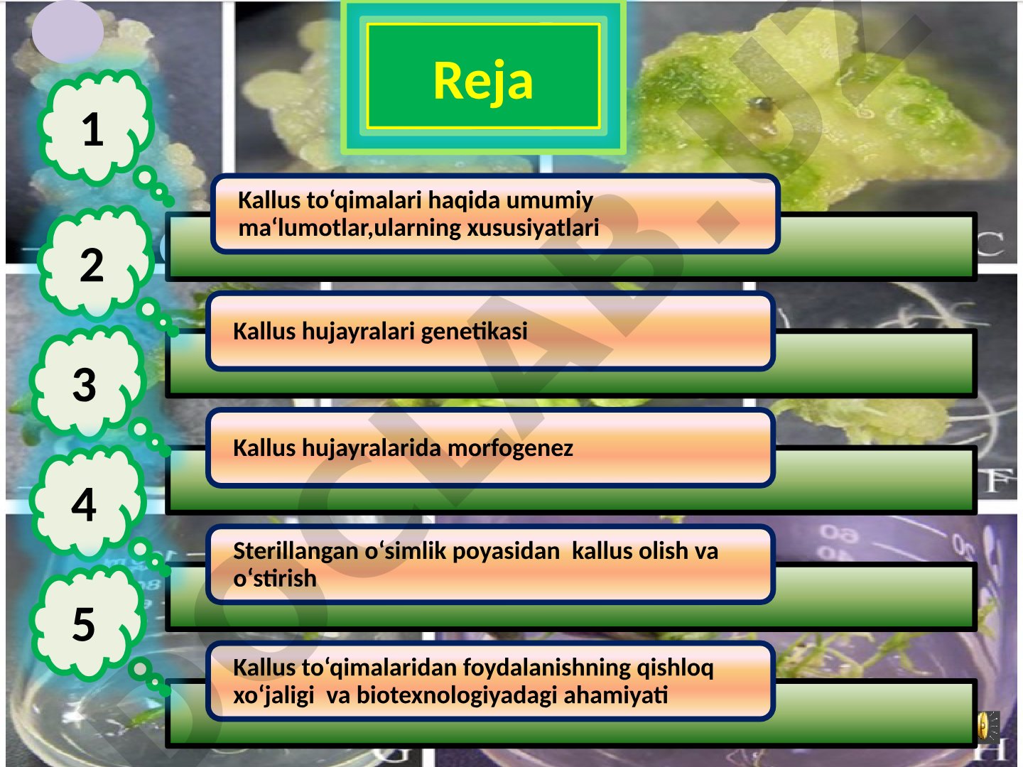 Kallus to‘qimalari haqida umumiy ma‘lumotlar