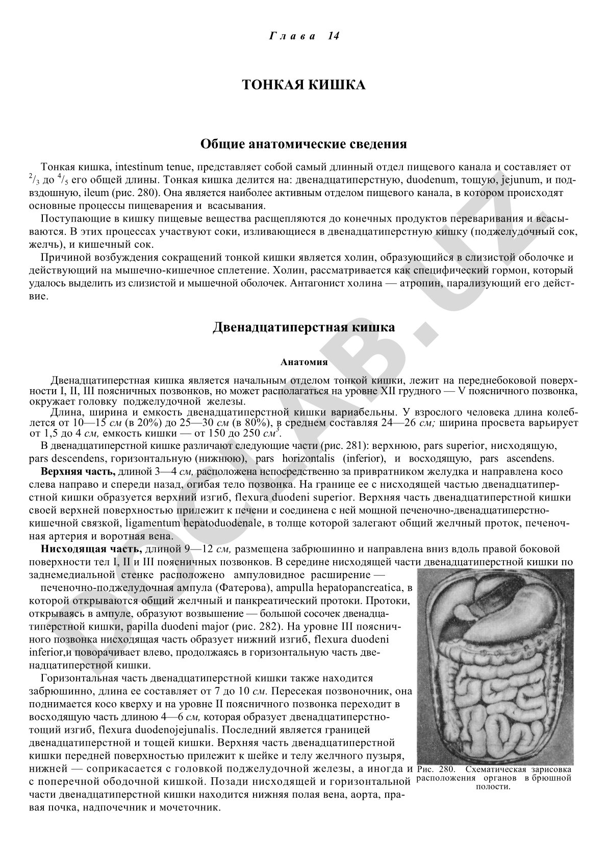 Строение и отделы тонкой кишки