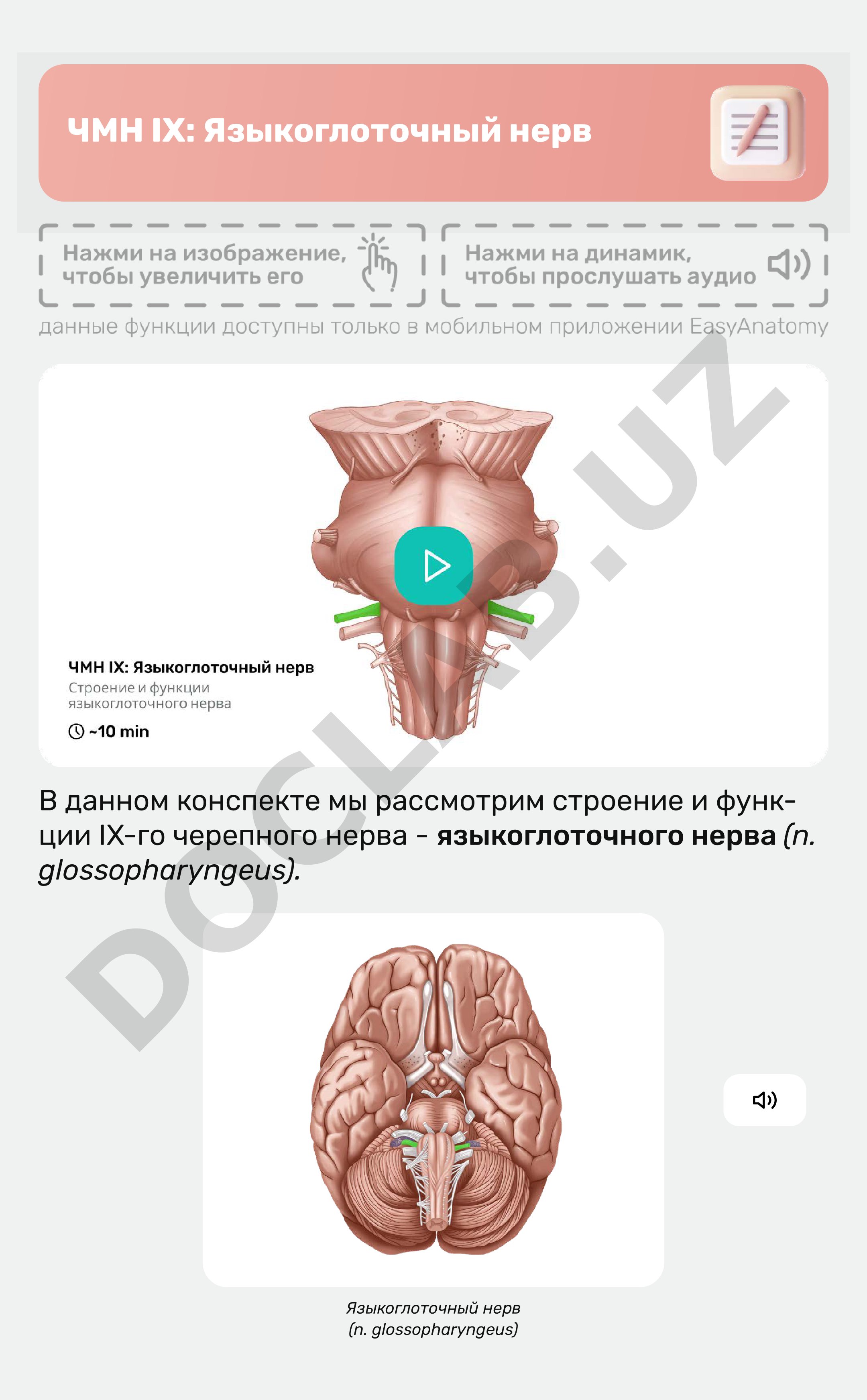 ЧМН IX: Языкоглоточный нерв