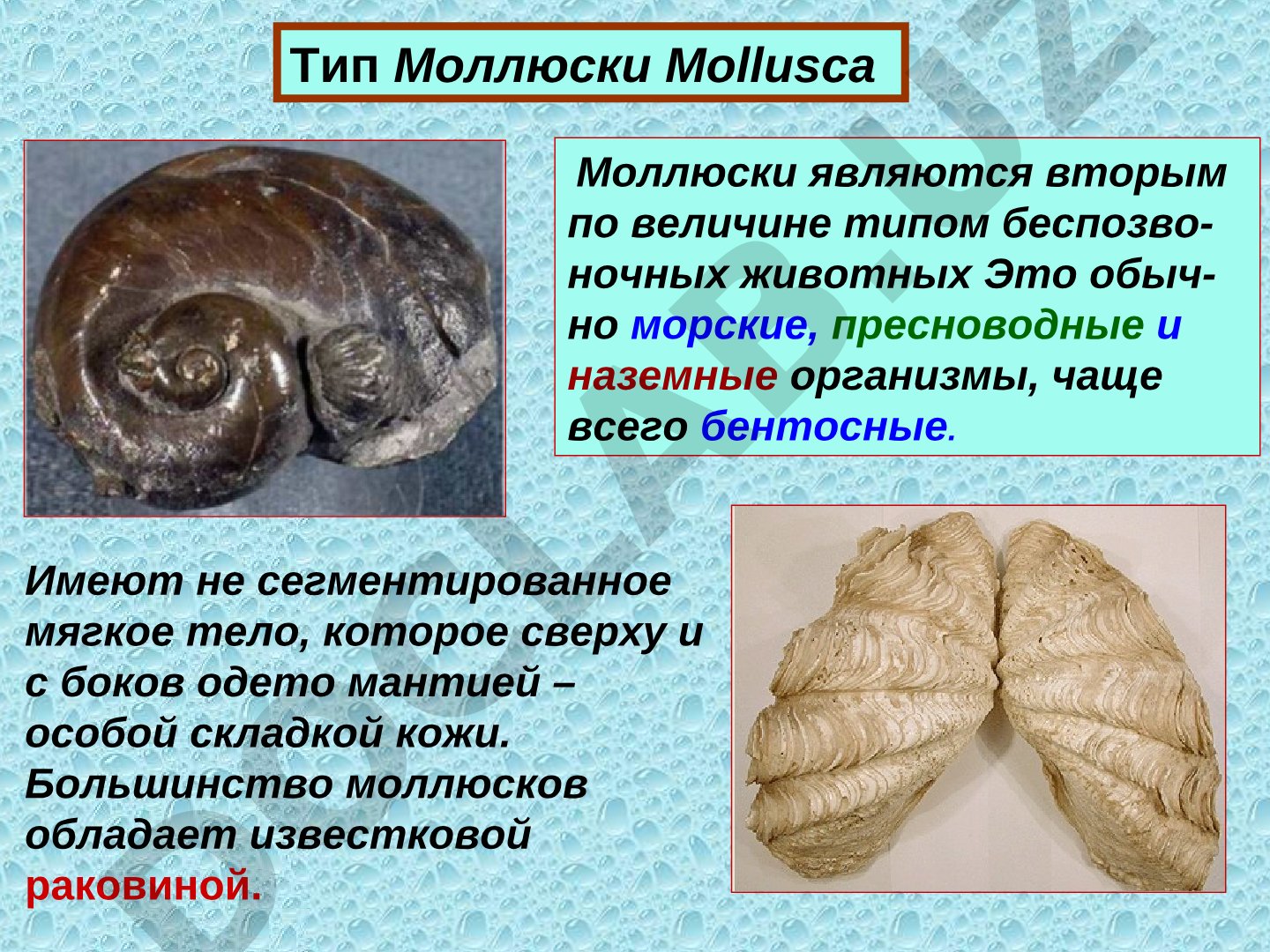 Тип Моллюски Mollusca
