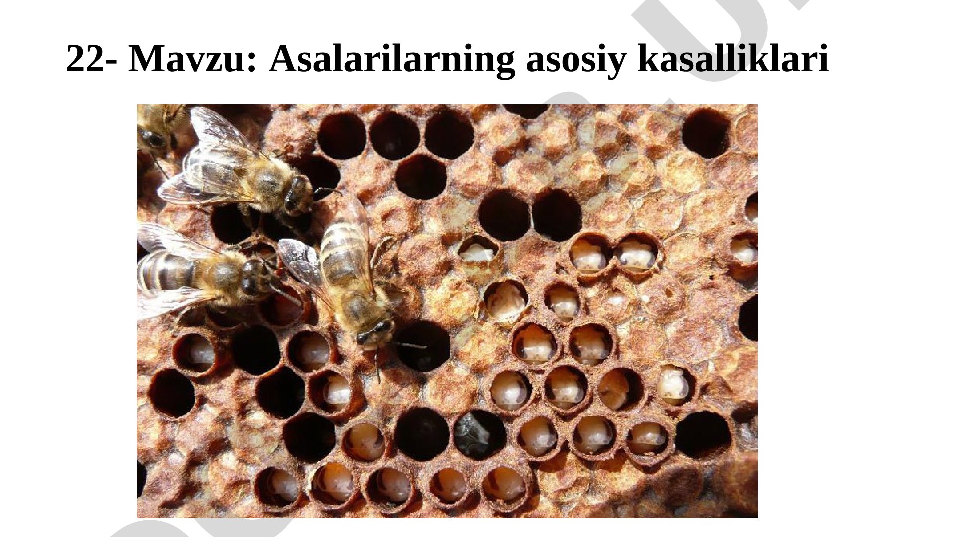 Asalarilarning asosiy kasalliklari