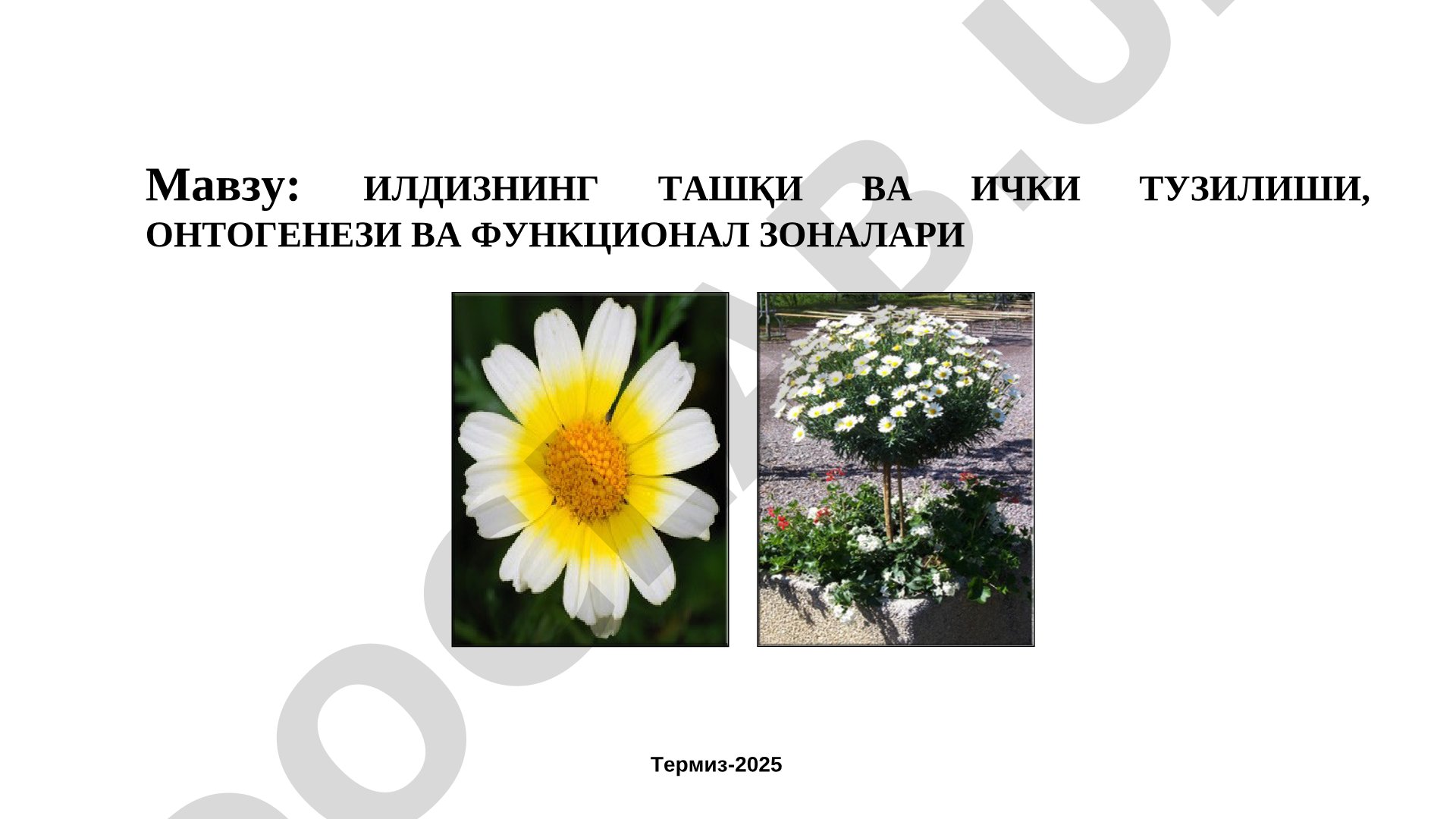 Илдизнинг ташқи ва ички тузилиши, онтогенези ва функционал зоналари