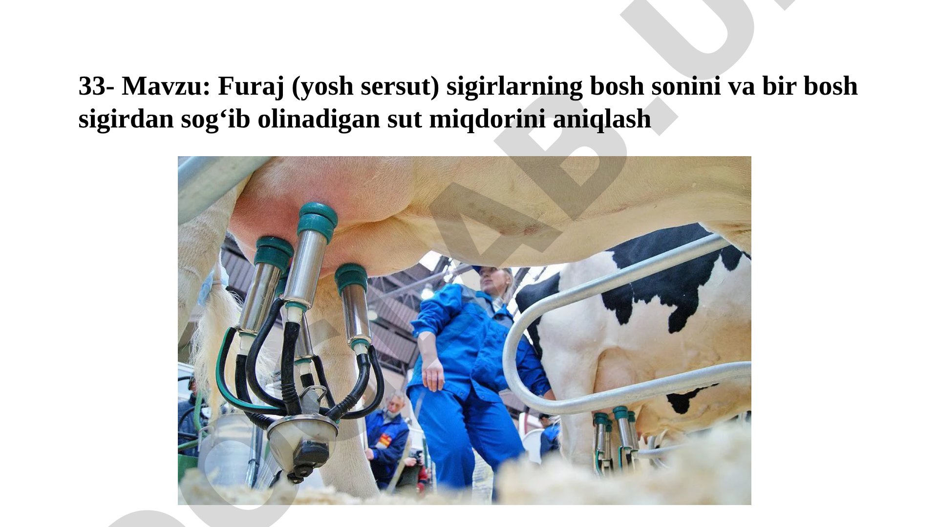 Furaj (yosh sersut) sigirlarning bosh sonini va bir bosh sigirdan sogʻib olinadigan sut miqdorini aniqlash