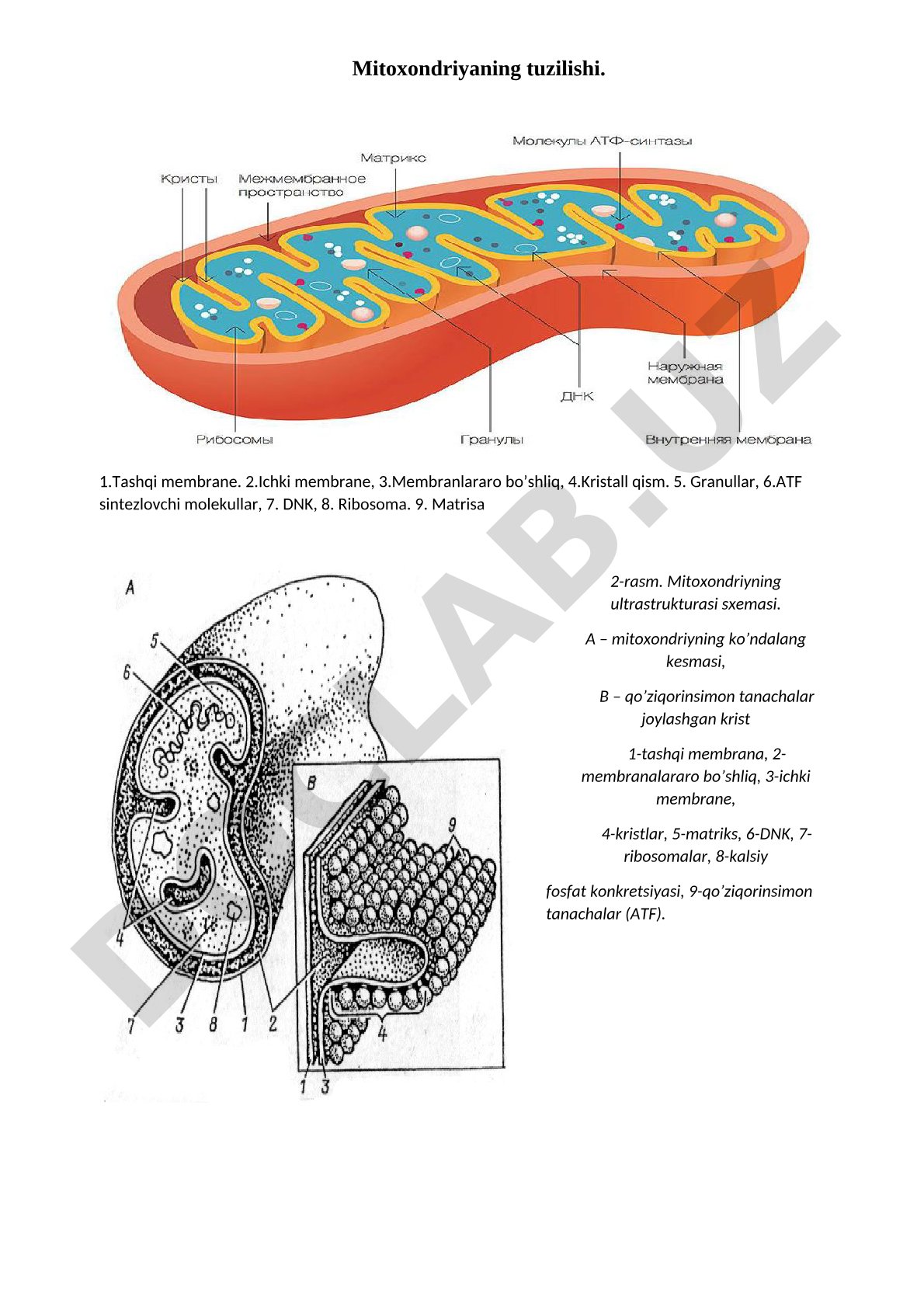 Mitoxondriyaning tuzilishi