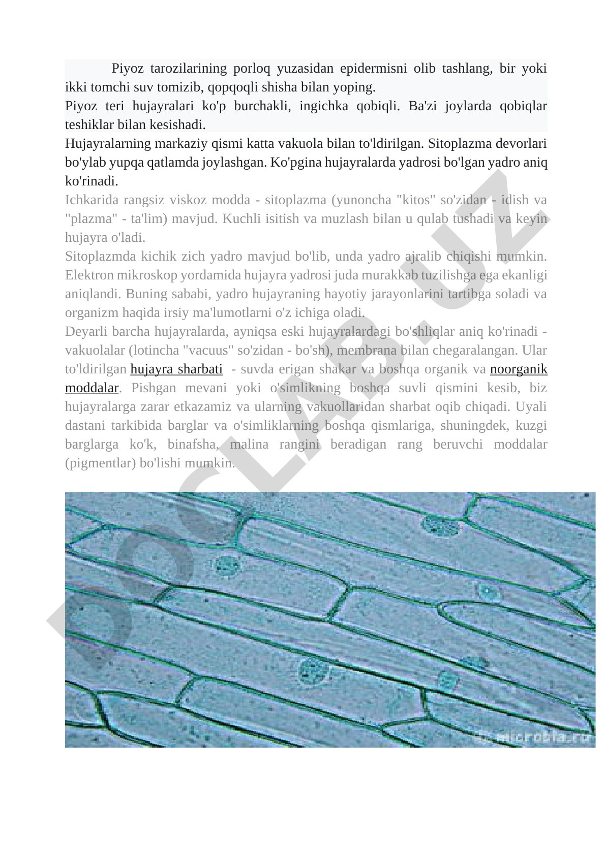 Piyoz tarozilarining epidermis hujayralari tuzilishi