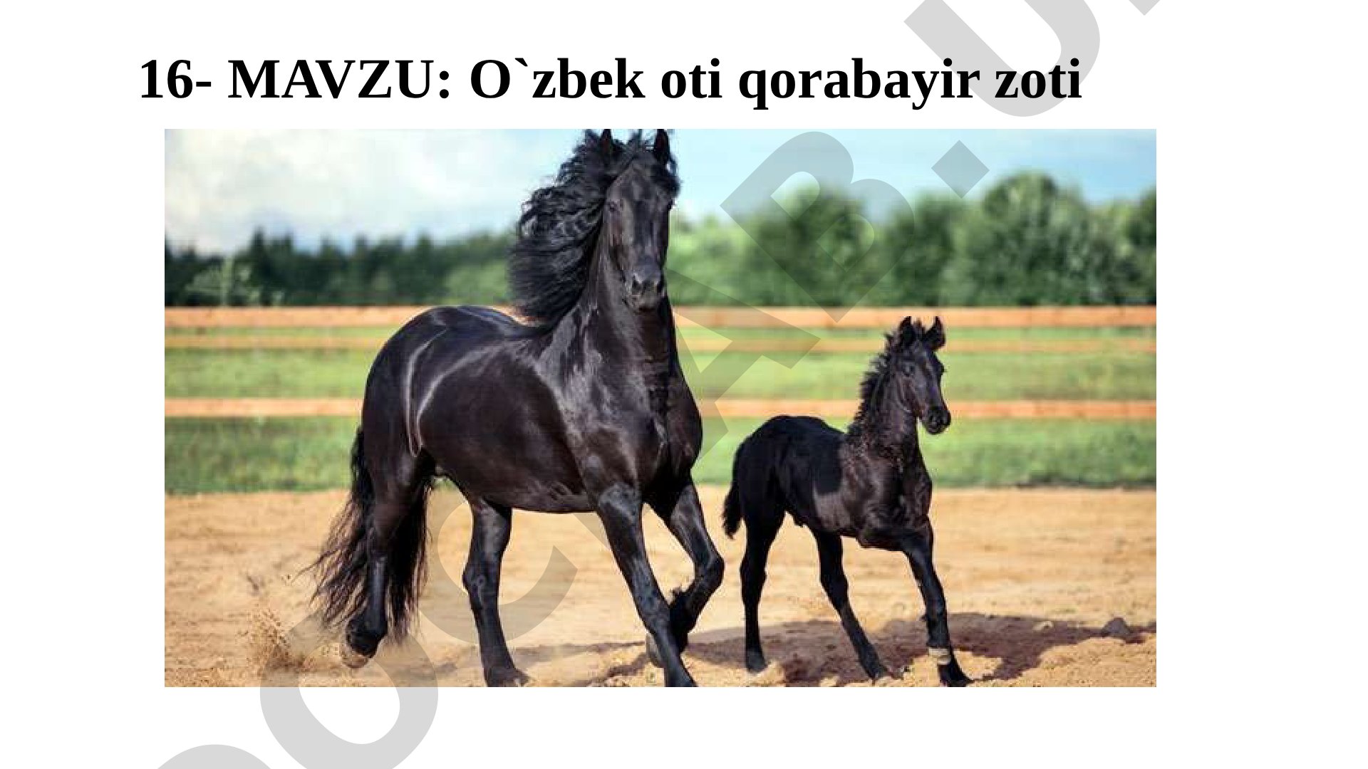 O`zbek oti qorabayir zoti