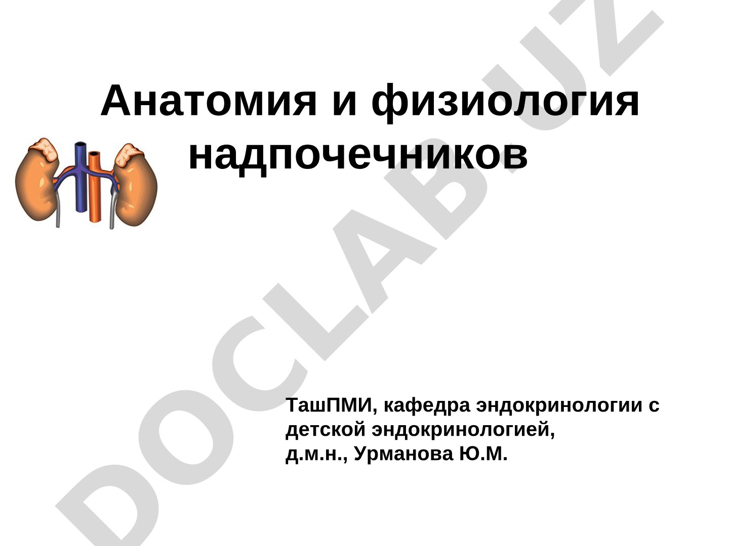 Анатомия и физиология надпочечников