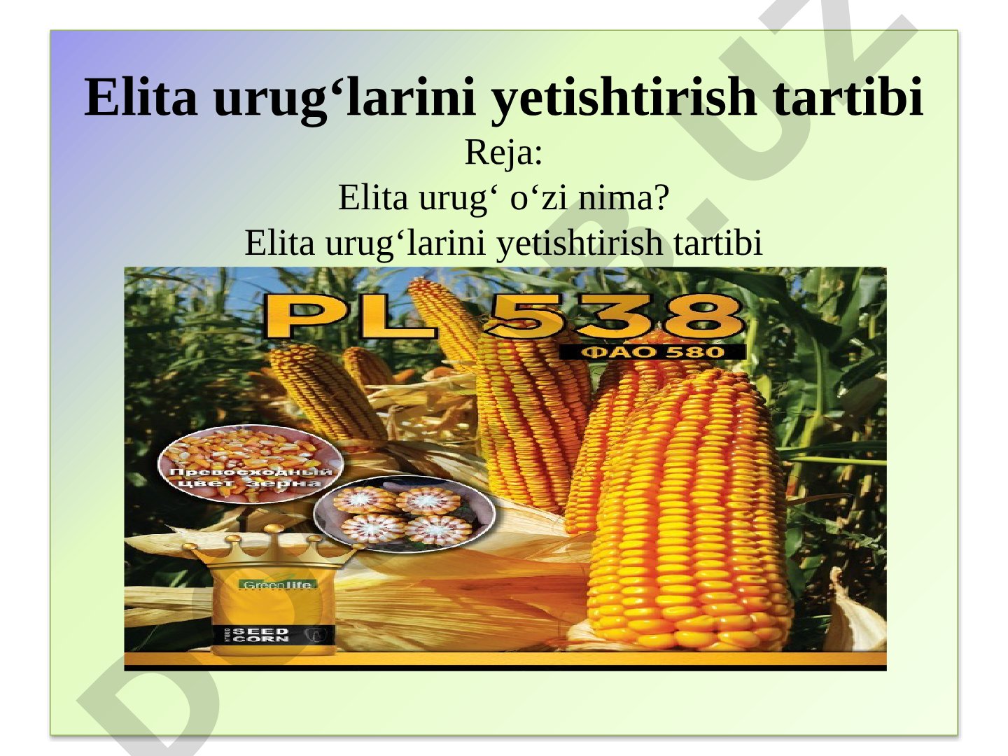 Elita urug‘larini yetishtirish tartibi