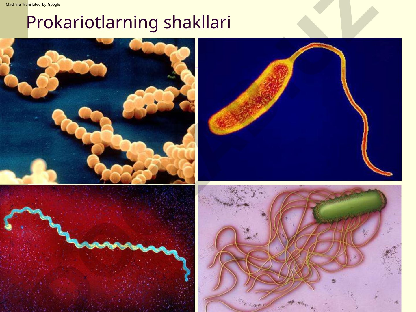 Prokariotlarning shakllari