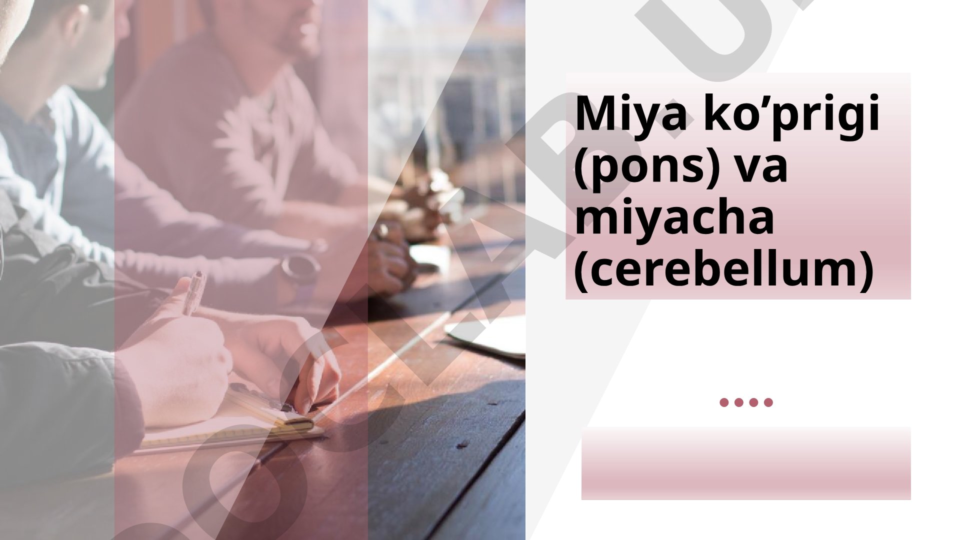 Miya ko’prigi (pons) va miyacha (cerebellum)