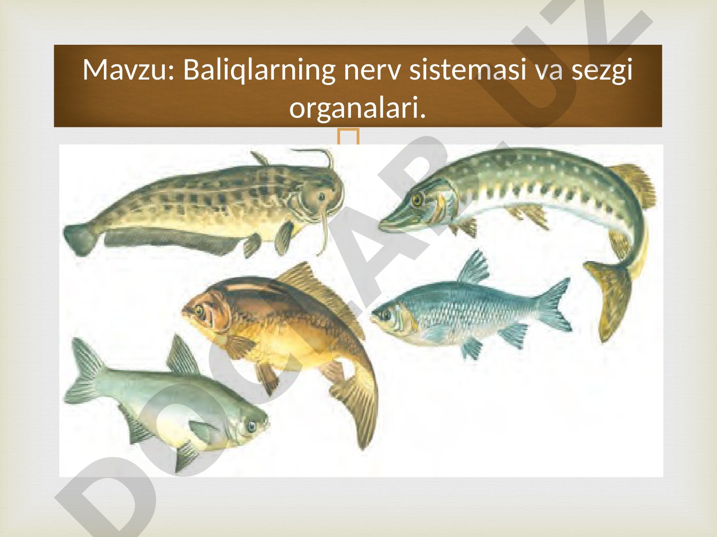 Baliqlarning nerv sistemasi va sezgi organalari