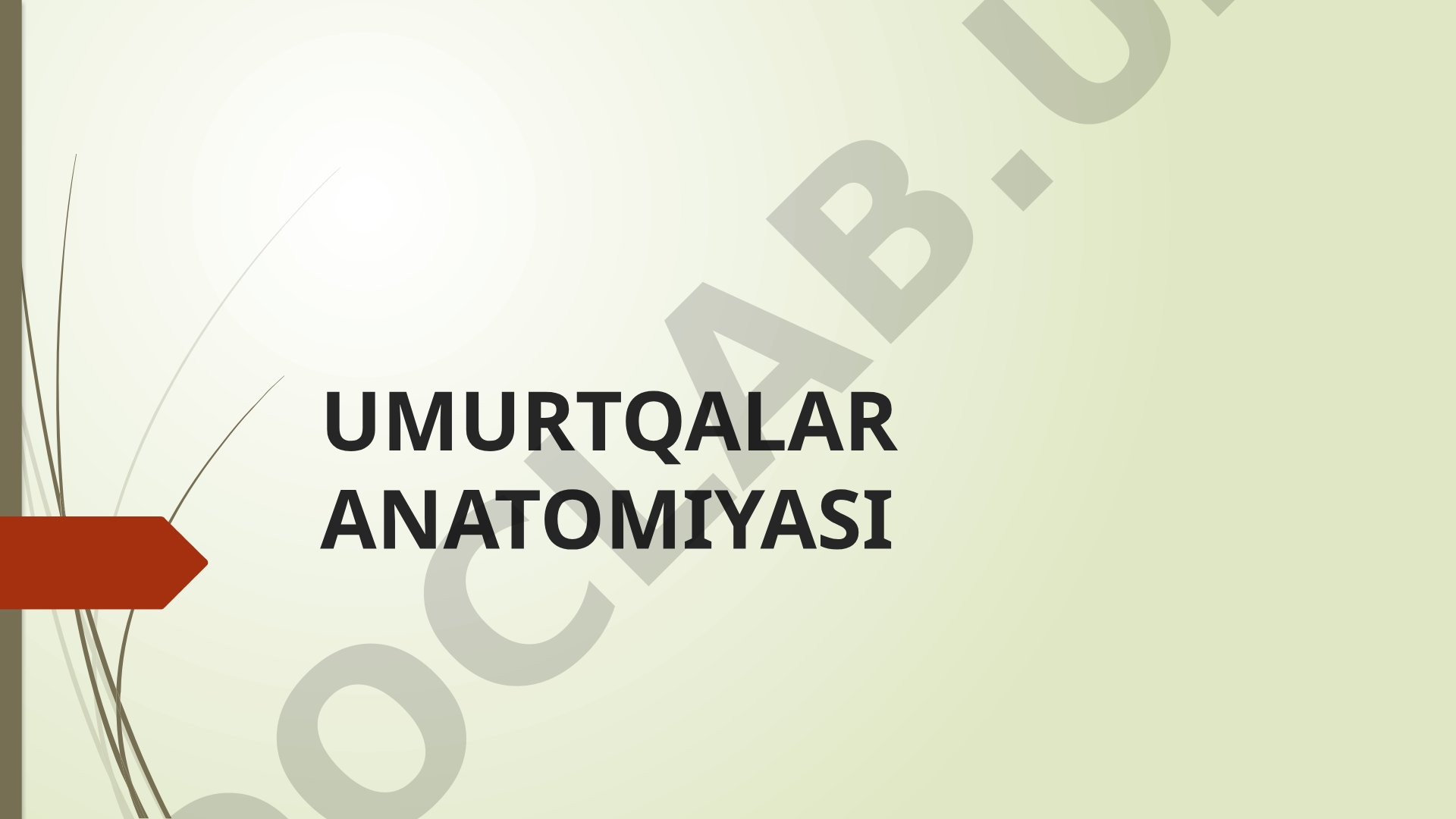 Umurtqalar anatomiyasi