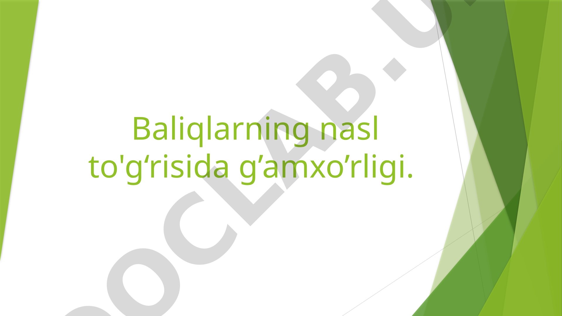 Baliqlarning nasl to‘g‘risida g’amxo’rligi