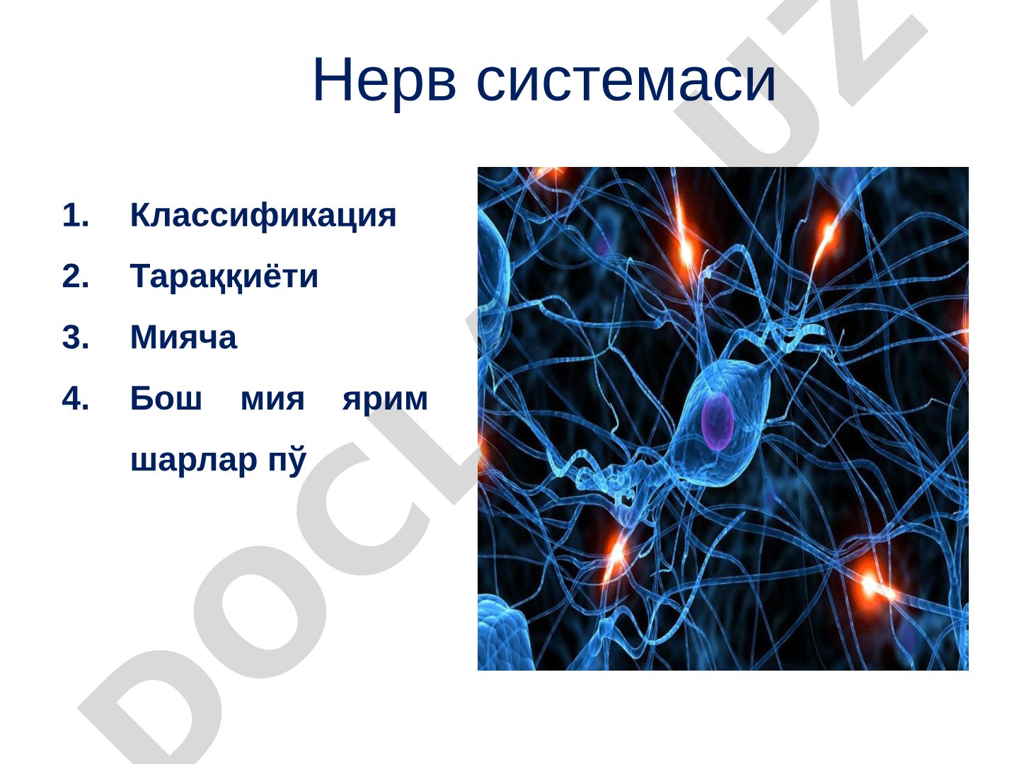 Нерв системаси, классификацияси, тараққиёти, мияча ва бош мия ярим шарлари