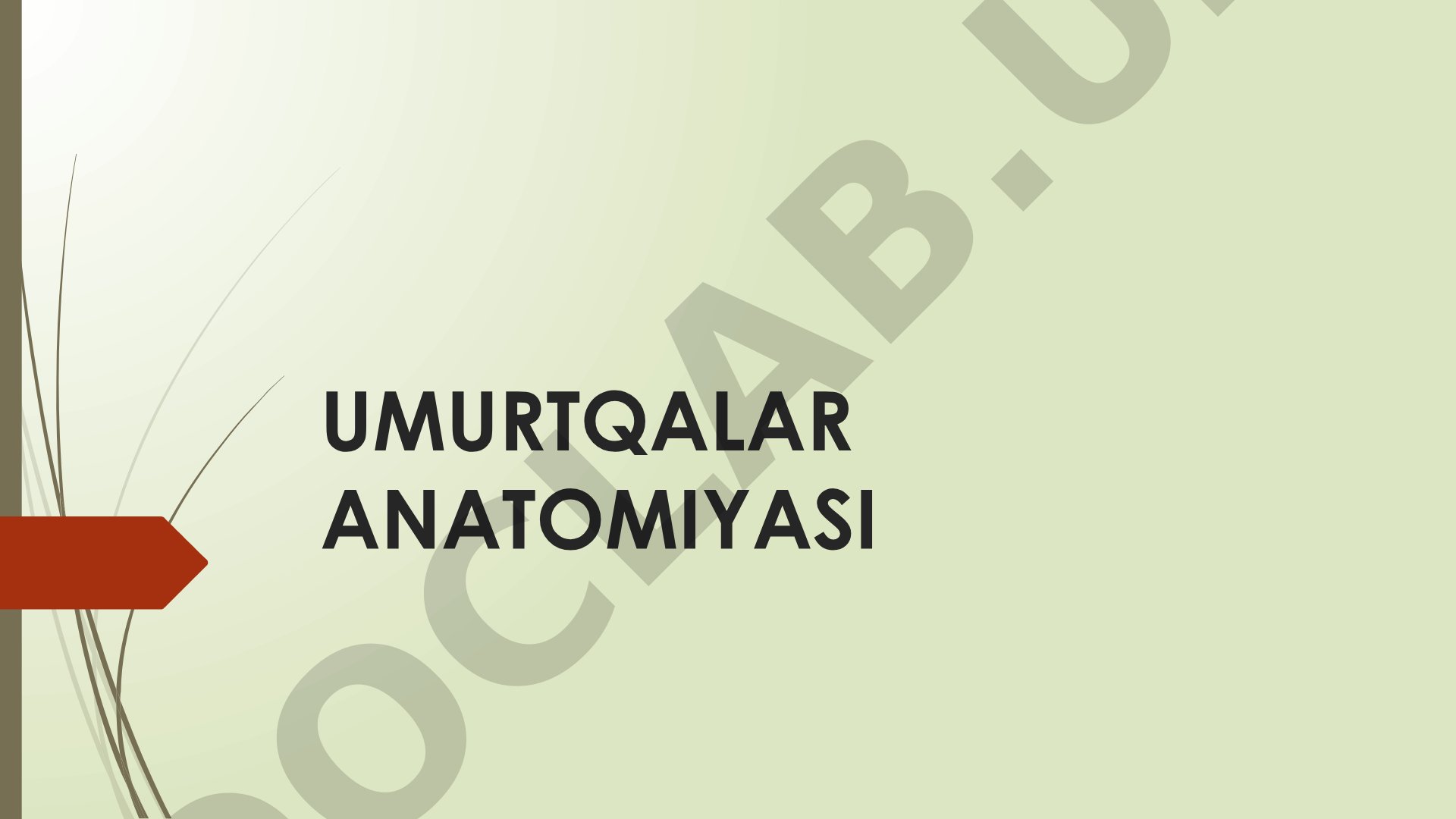 Umurtqalar anatomiyasi va klassifikatsiyasi