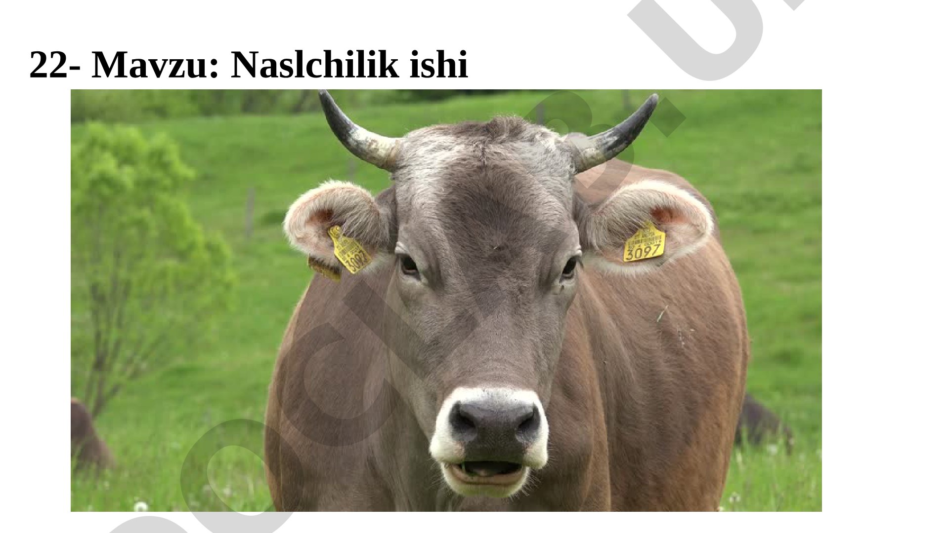 Naslchilik ishi
