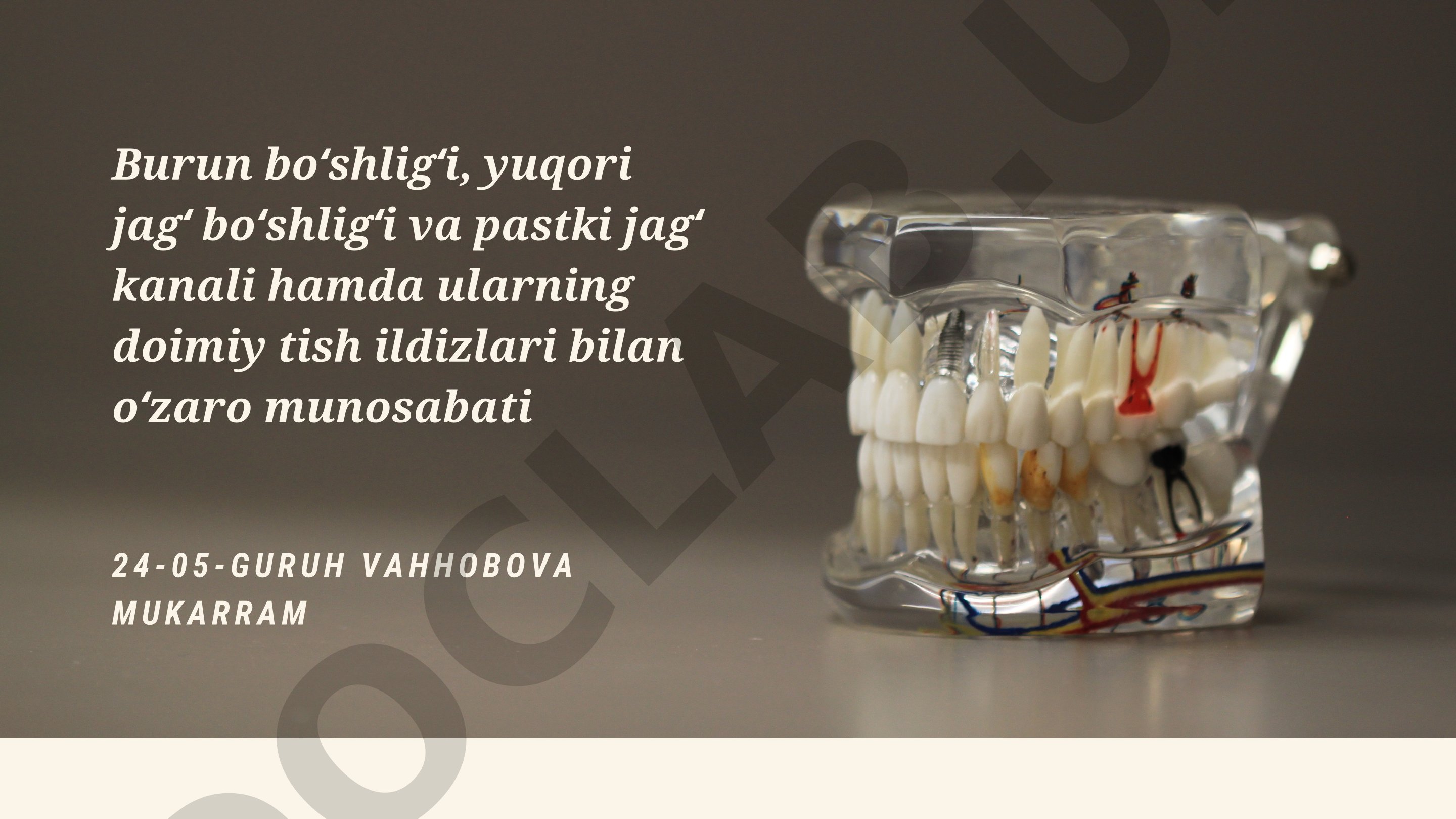 Burun boʻshligʻi, yuqori jagʻ boʻshligʻi va pastki jagʻ kanali hamda ularning doimiy tish ildizlari bilan oʻzaro munosabati