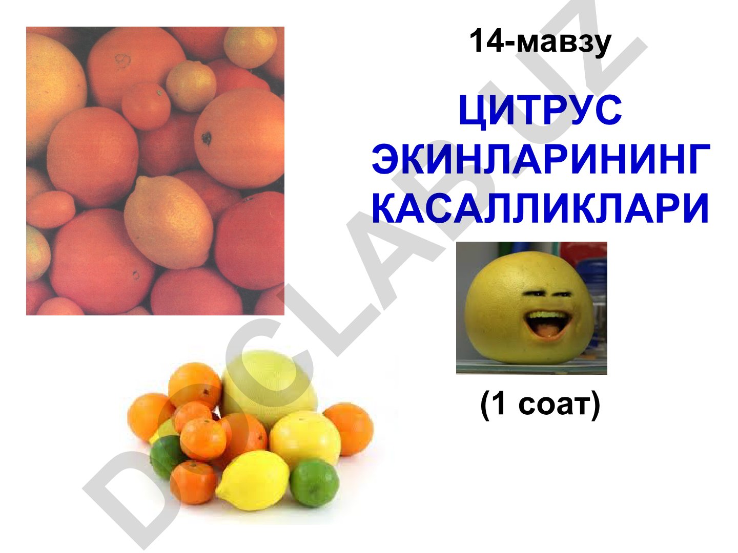 Цитрус экинларининг касалликлари ва уларга қарши кураш чоралари