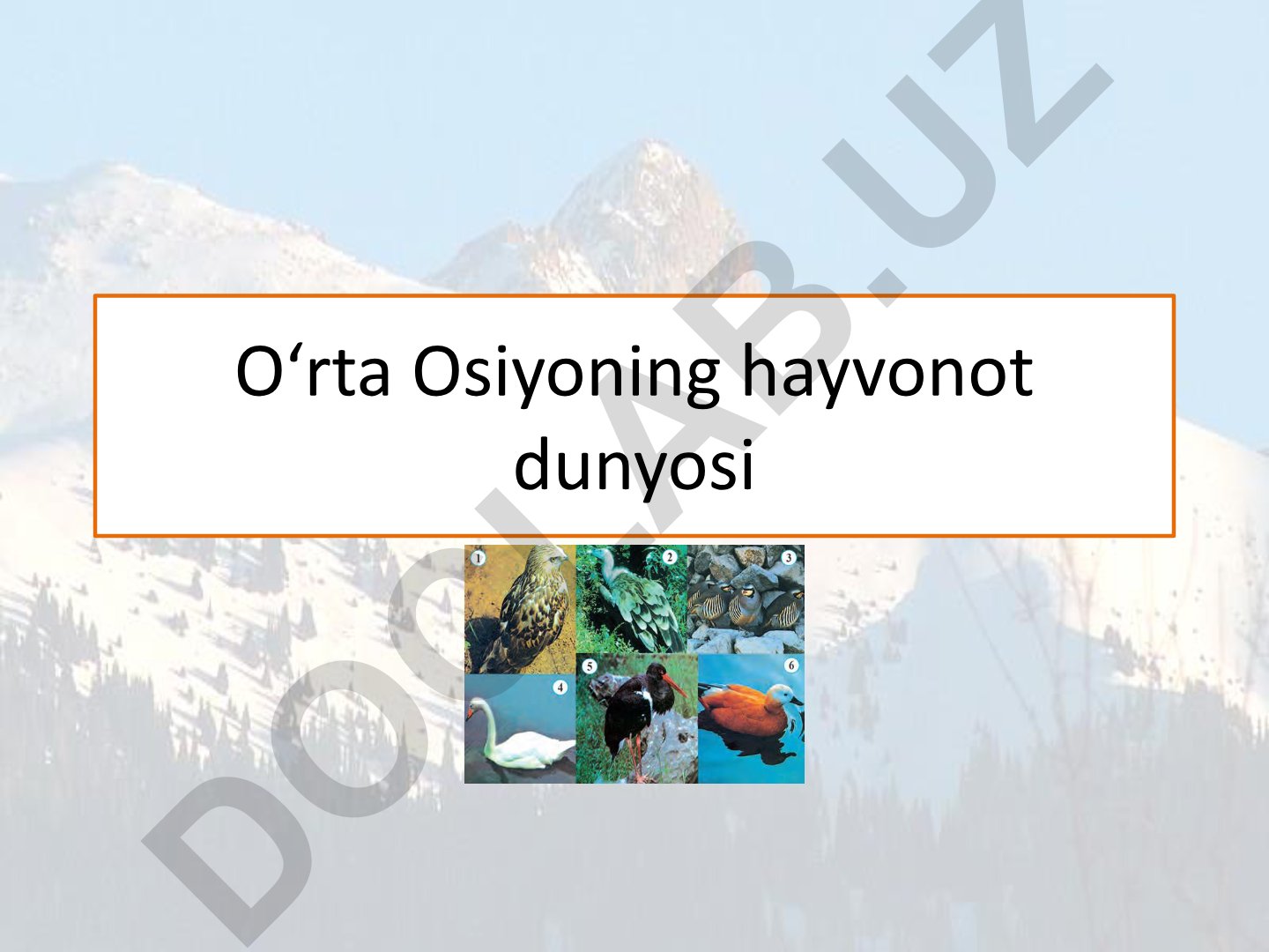O‘rta Osiyoning hayvonot dunyosi