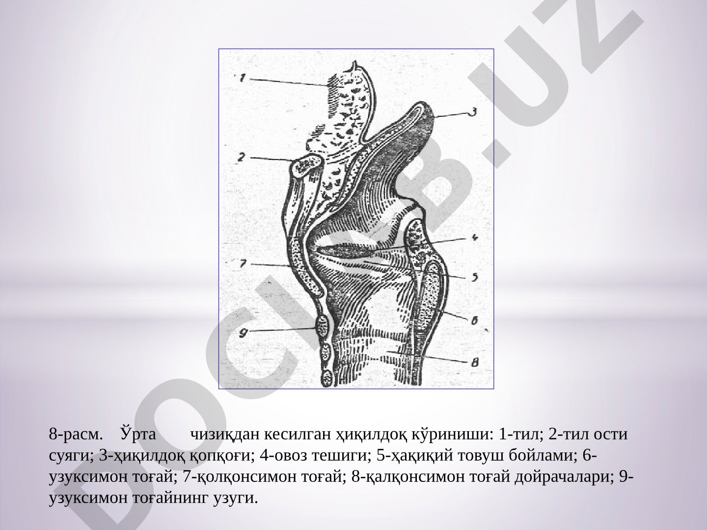 Куйлашда ҳиқилдоқ ҳолати, унинг мушаклари ва лорингоскоп кўриниши тасвирланган