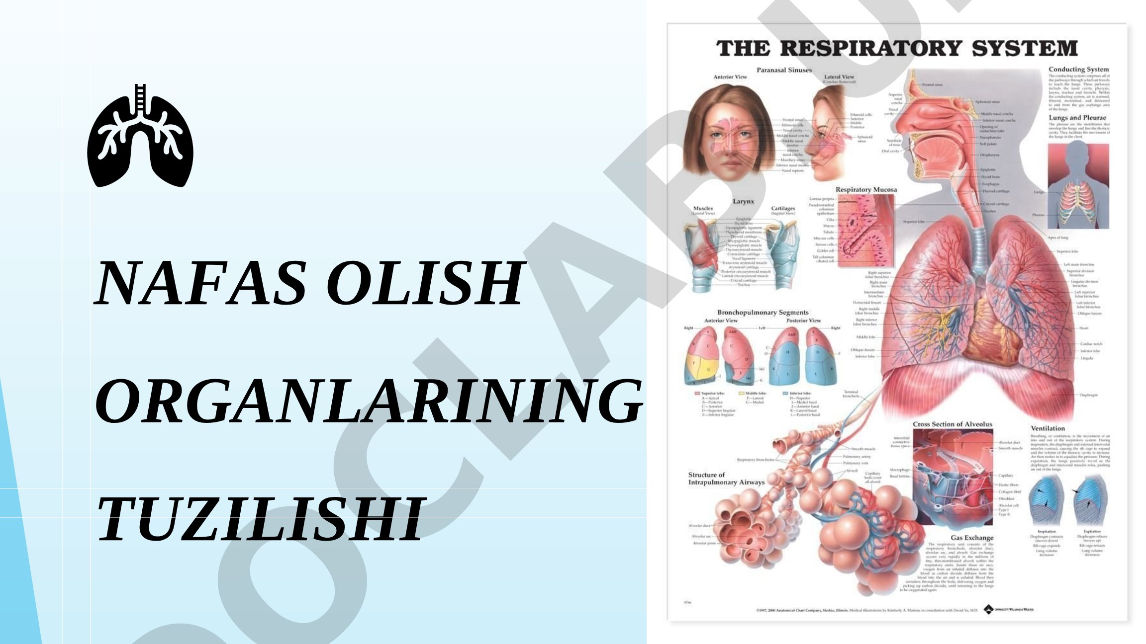 Nafas olish organlarining tuzilishi