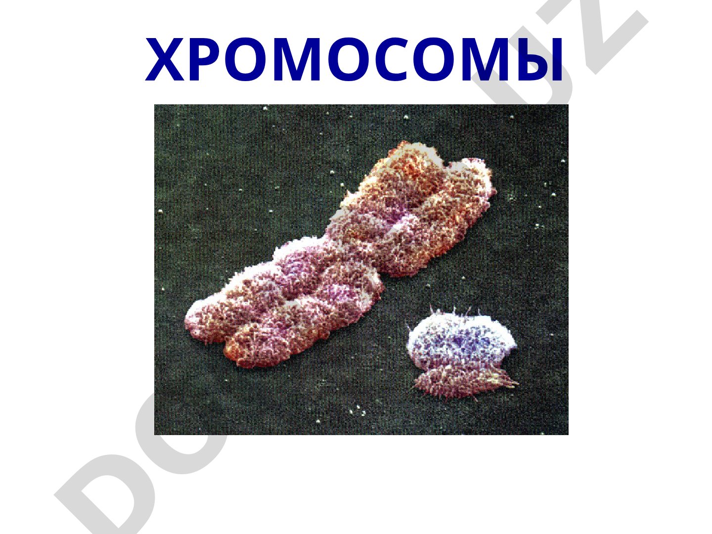 Строение хромосом, их виды и классификация