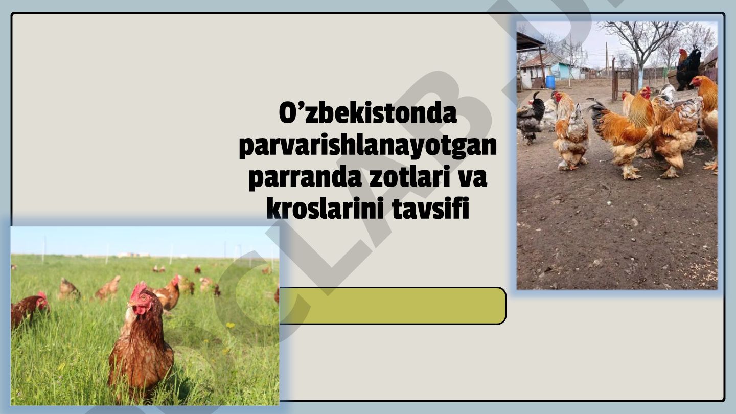 O'zbekistonda parvarishlanayotgan parranda zotlari va kroslarining tavsifi