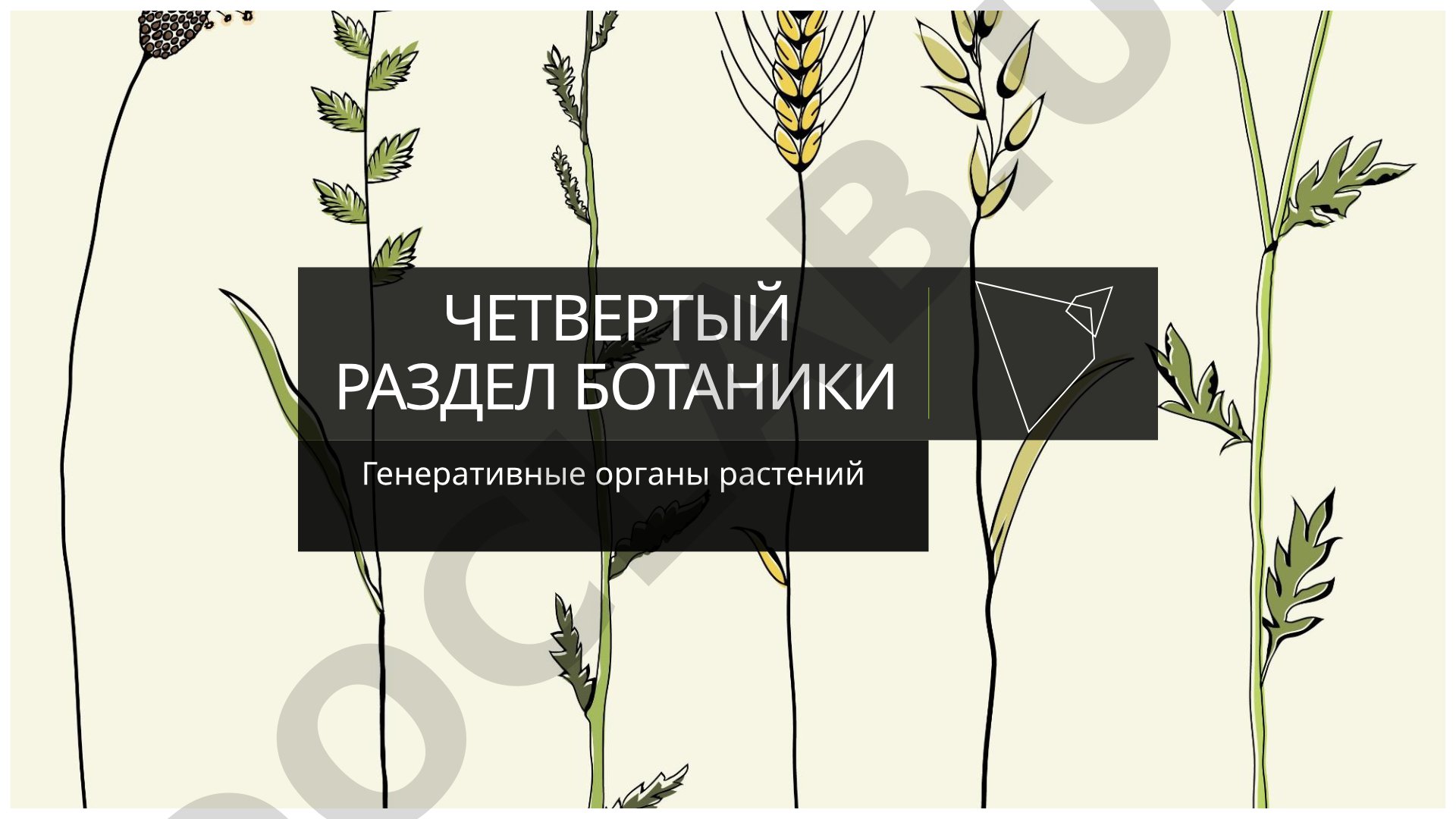 Генеративные органы растений