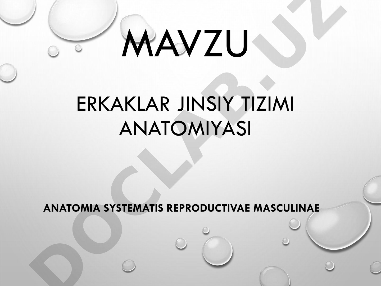 Erkaklar jinsiy tizimi anatomiyasi anatomia systematis reprodactivae masculinae