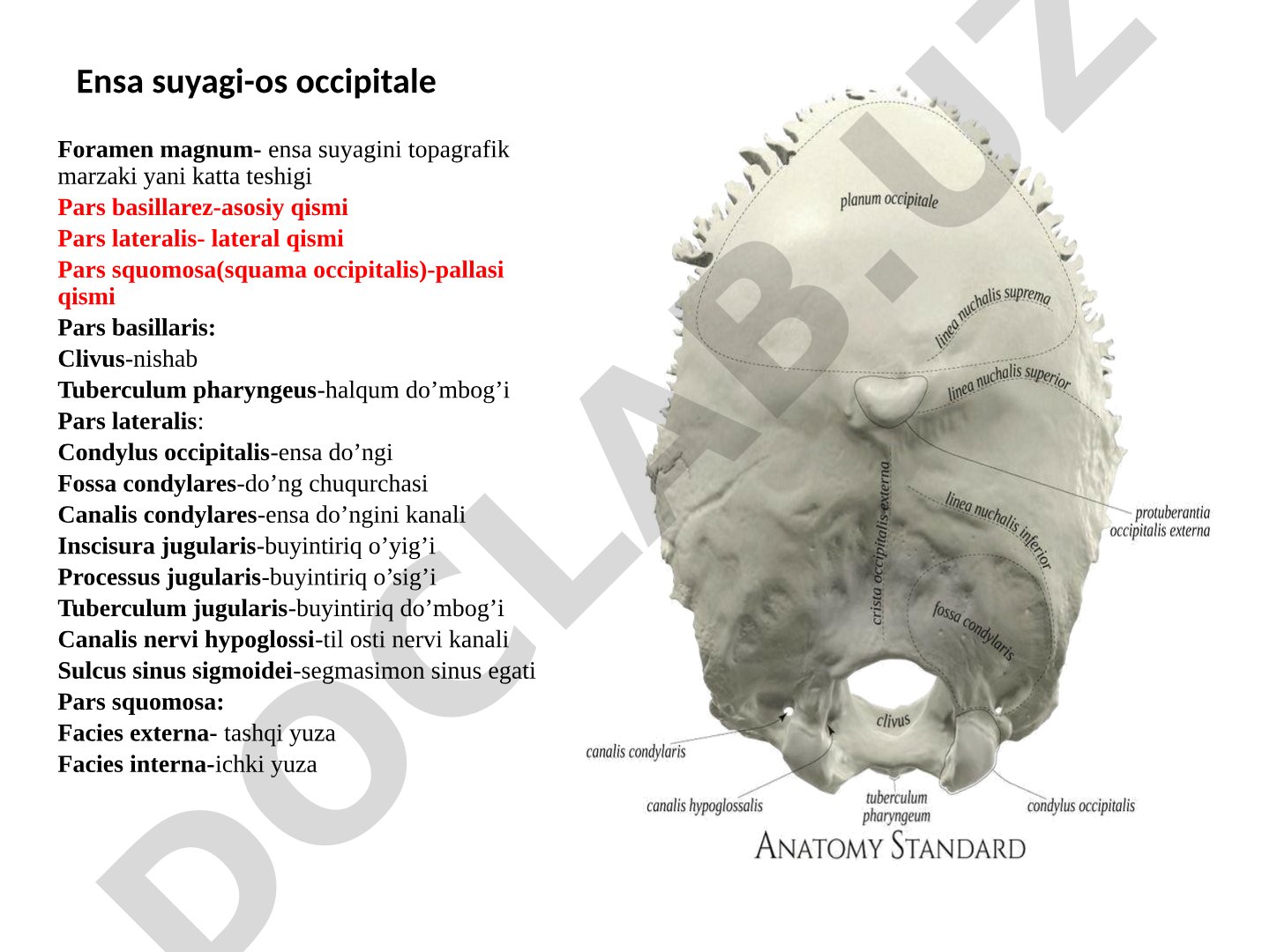 Ensa suyagi (os occipitale) anatomik tuzilishi