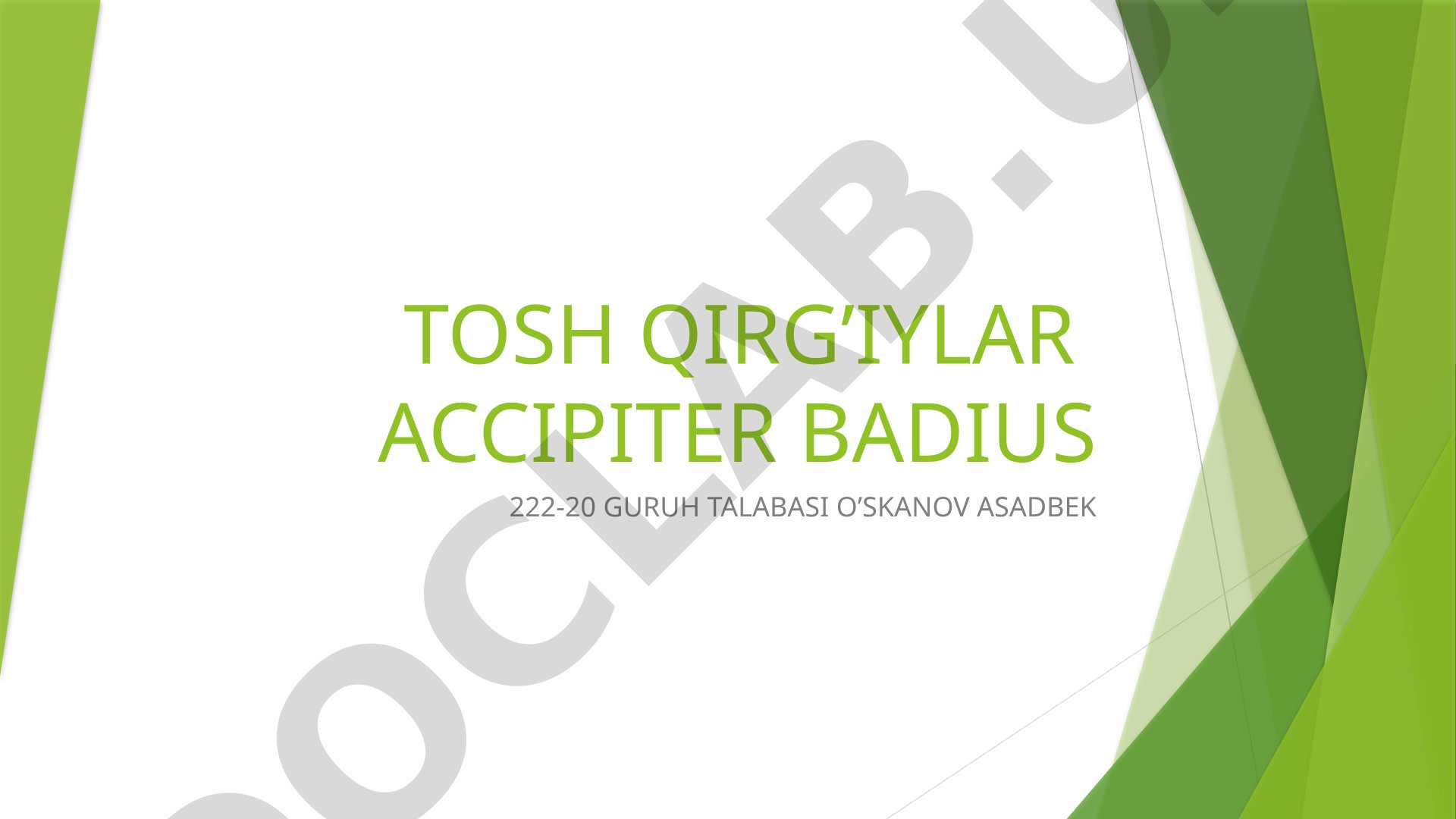 Tosh qirg'iylar Accipiter badius