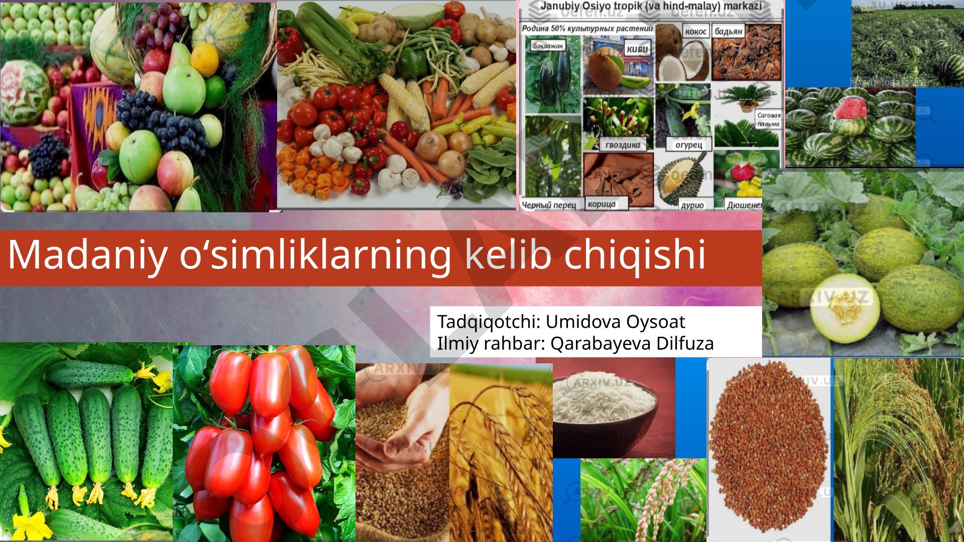 Madaniy oʻsimliklarning kelib chiqishi